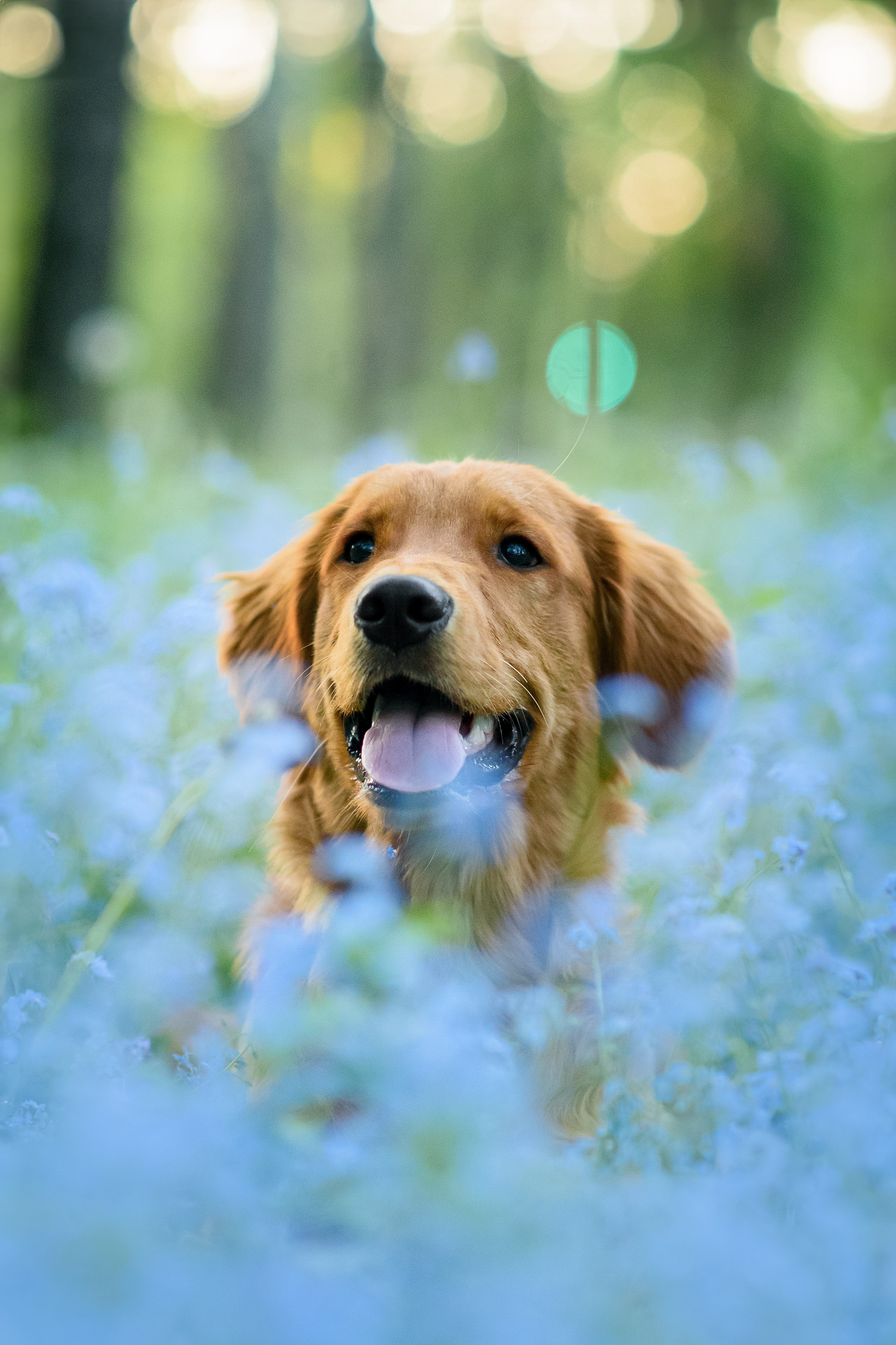 Степа, Йоки и Мята — 29.05.2024. Фотограф — Анималист | Анна Абрамова