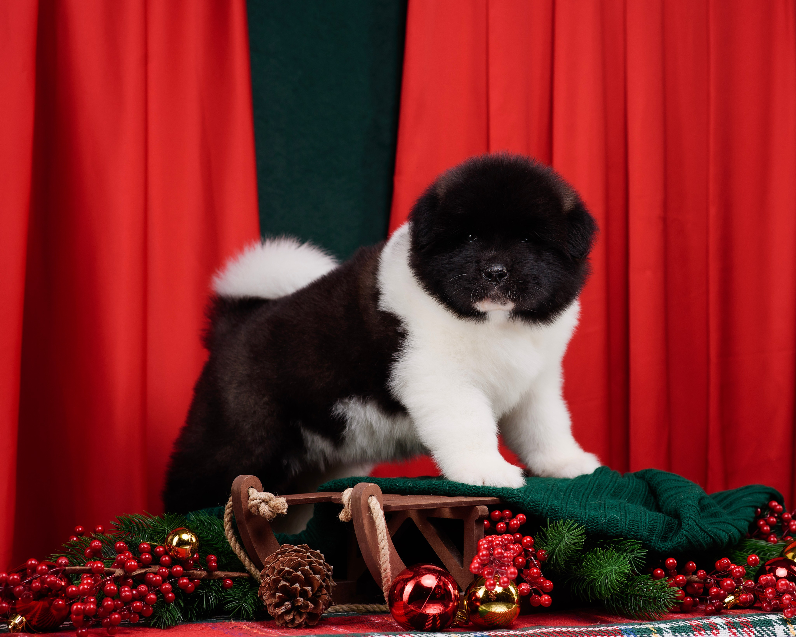 Щенки Американской Акиты. Фотограф — Анималист | Анна Абрамова