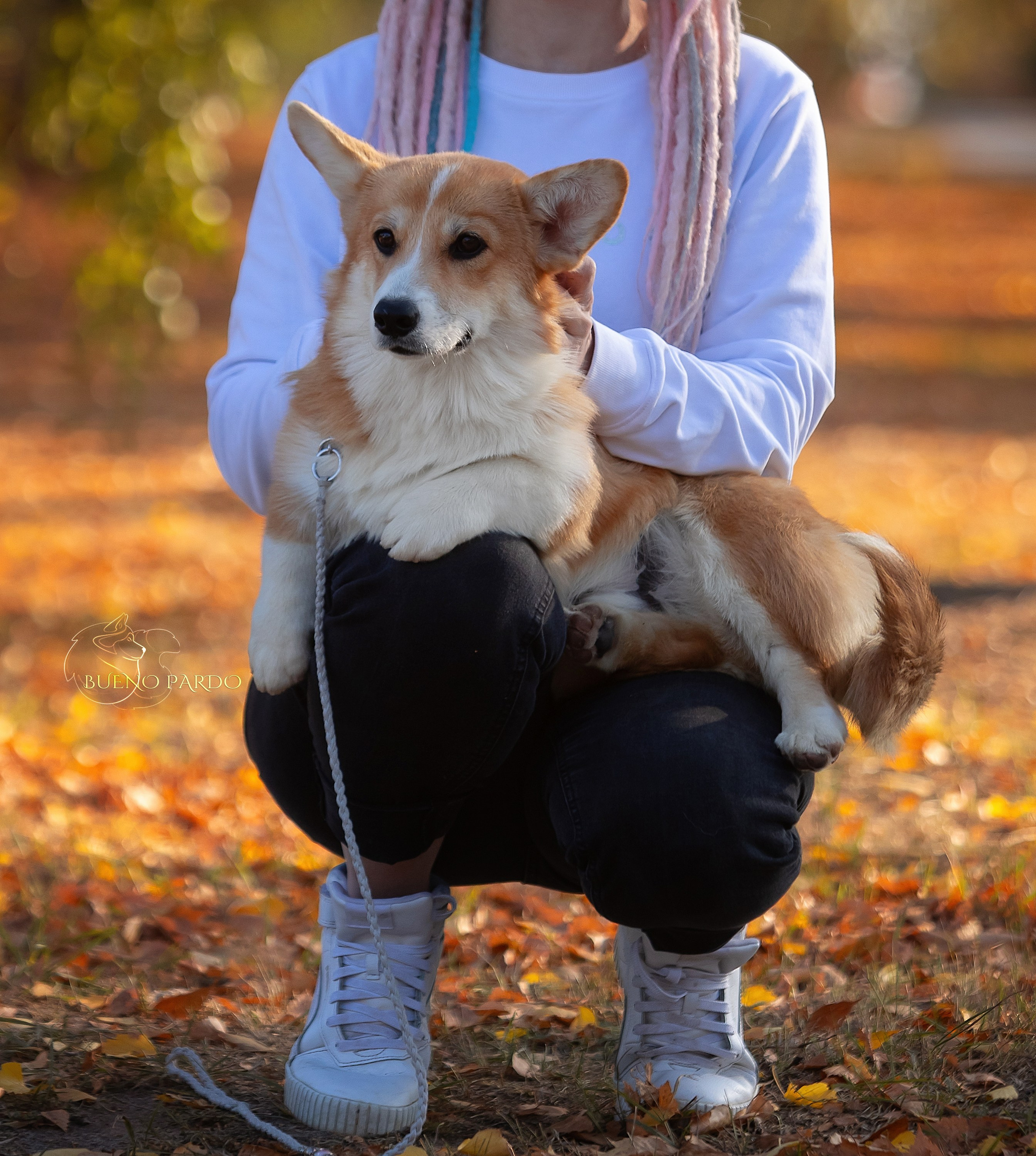 Щенки вельш корги пемброк из питомника. Питомник собак Акита, Хаски, Корги