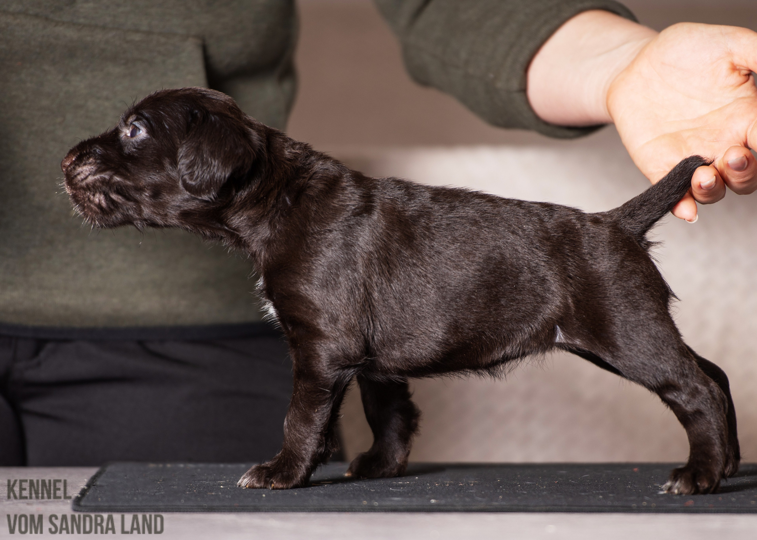 Ведьма вом Сандра Лэнд, Vedma vom Sandra Land