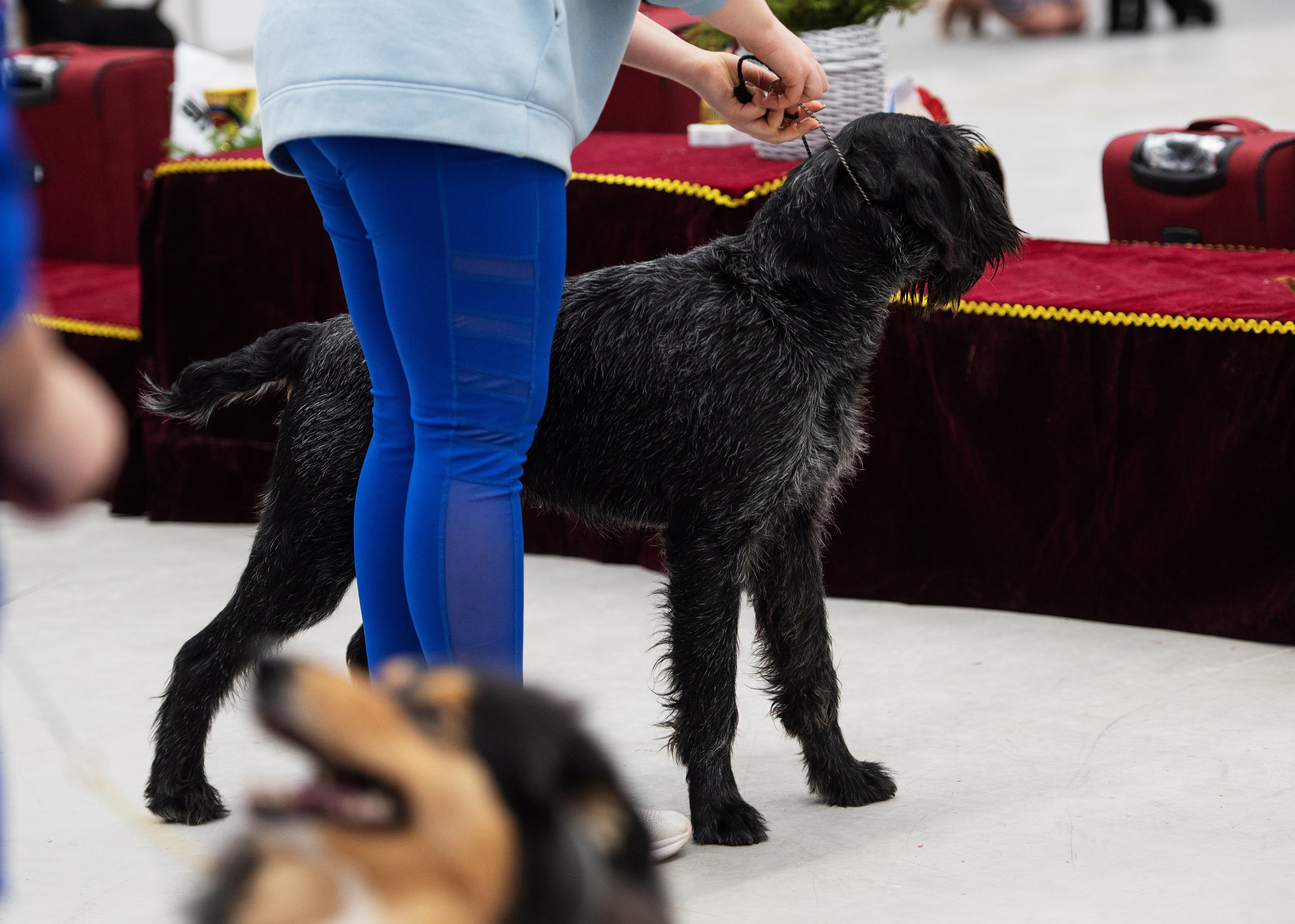 Выставки. Главная