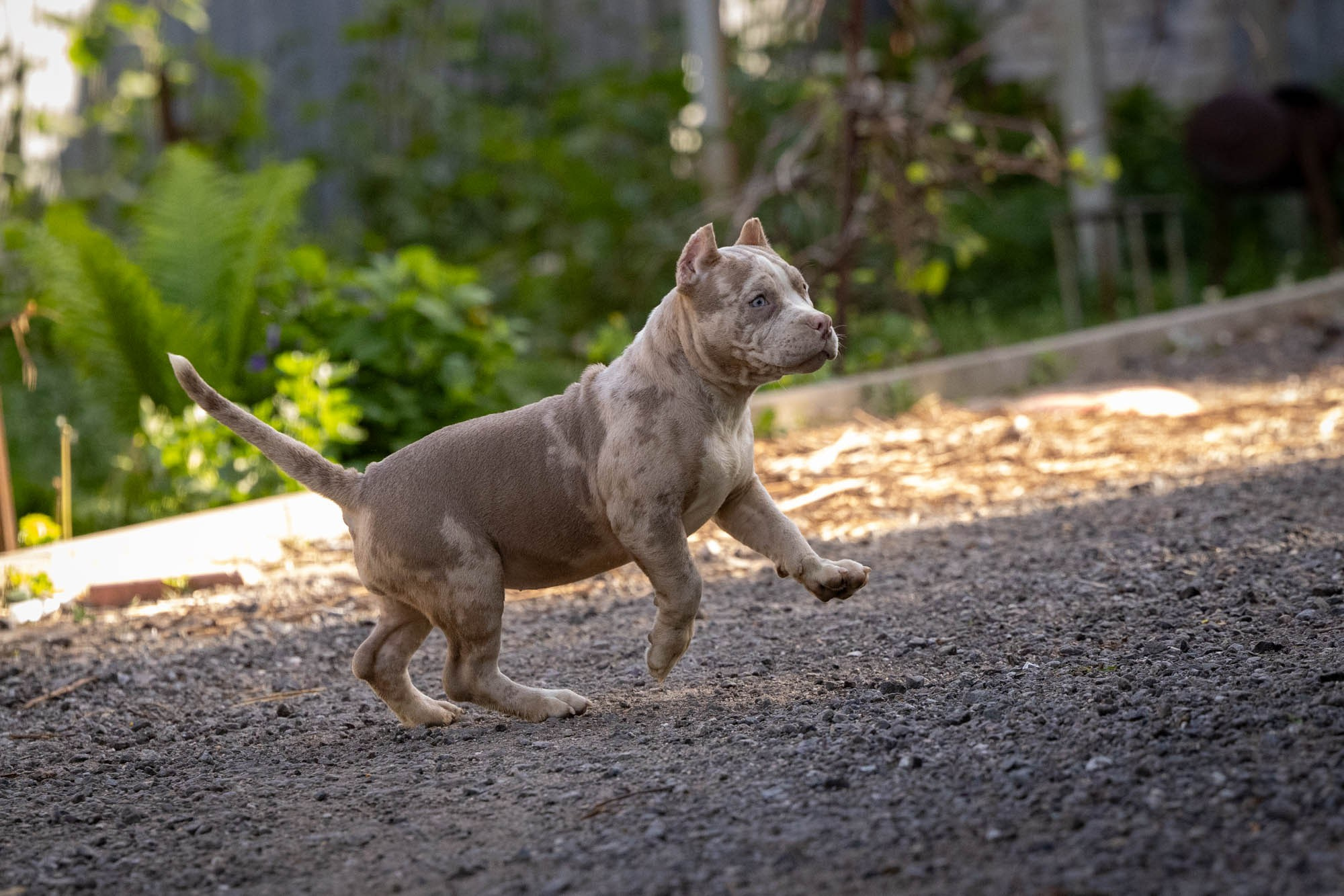 Щенки Тэя. Виктория Михайловская. Фотограф-анималист. Москва