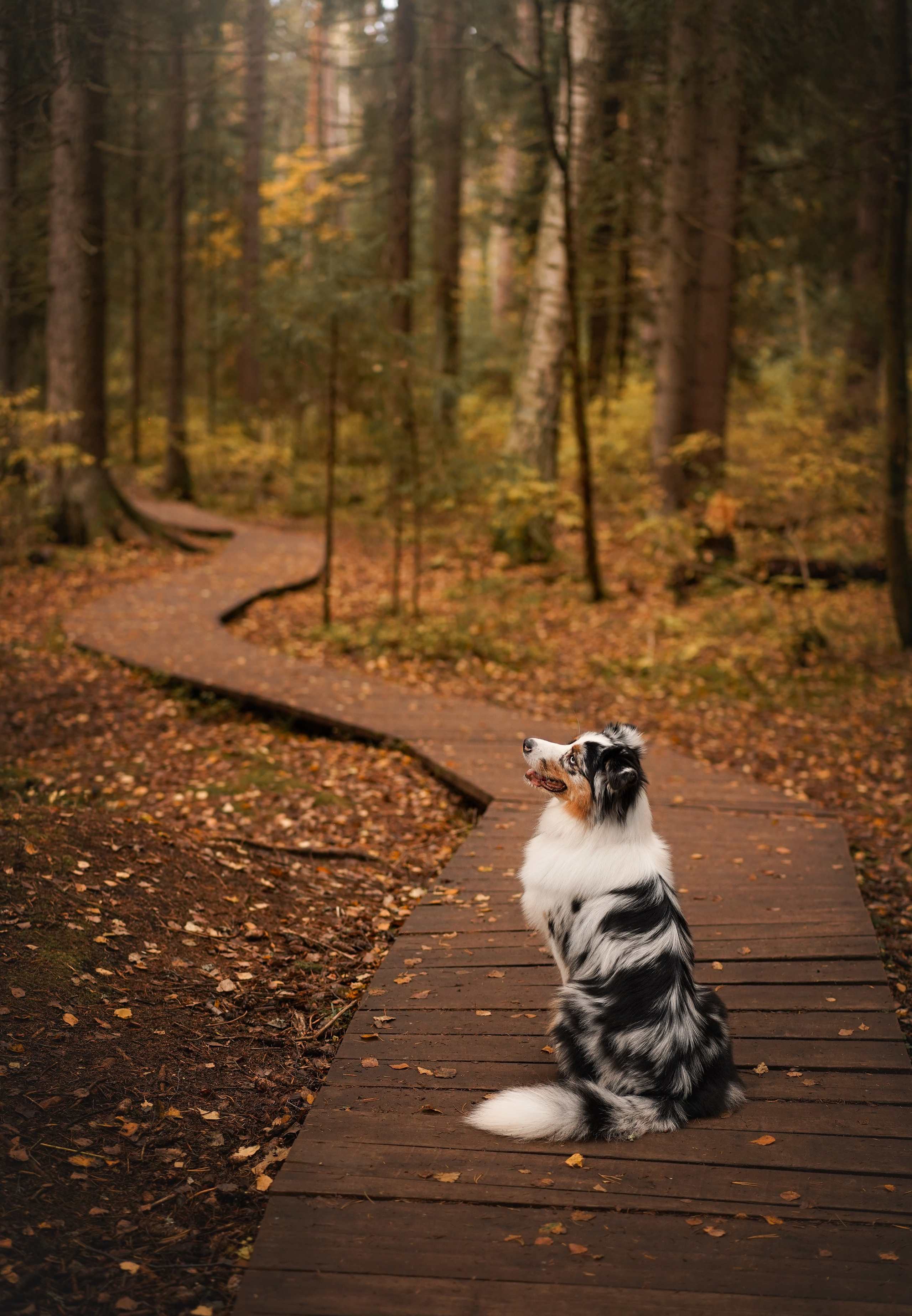 Соня Гавриил и Юкки. Фотограф-анималист в Санкт-Петербурге Яна Мартынова
