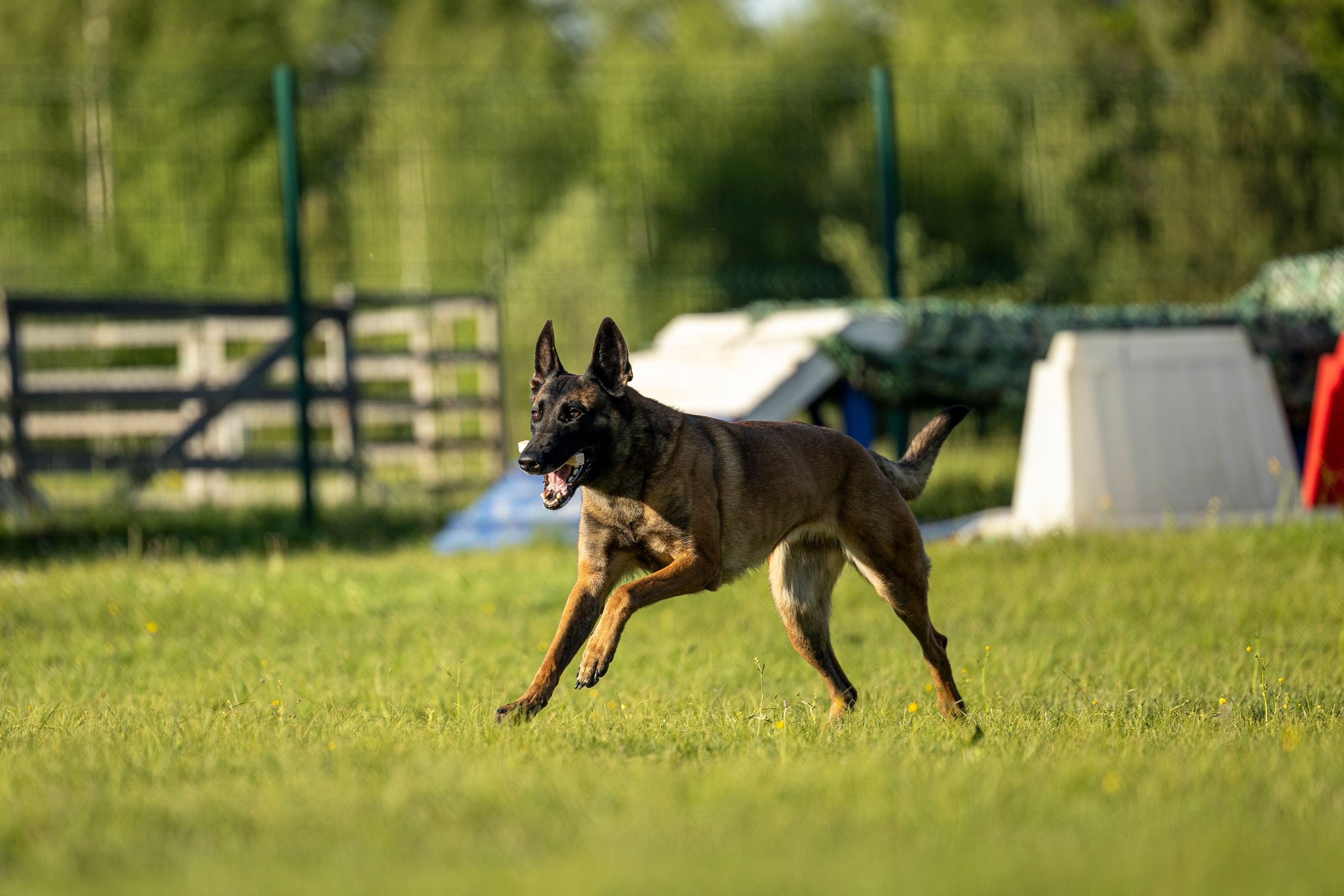Испытания по мондьорингу в Нижнем Новгороде. Фотограф-анималист Анна Маринич