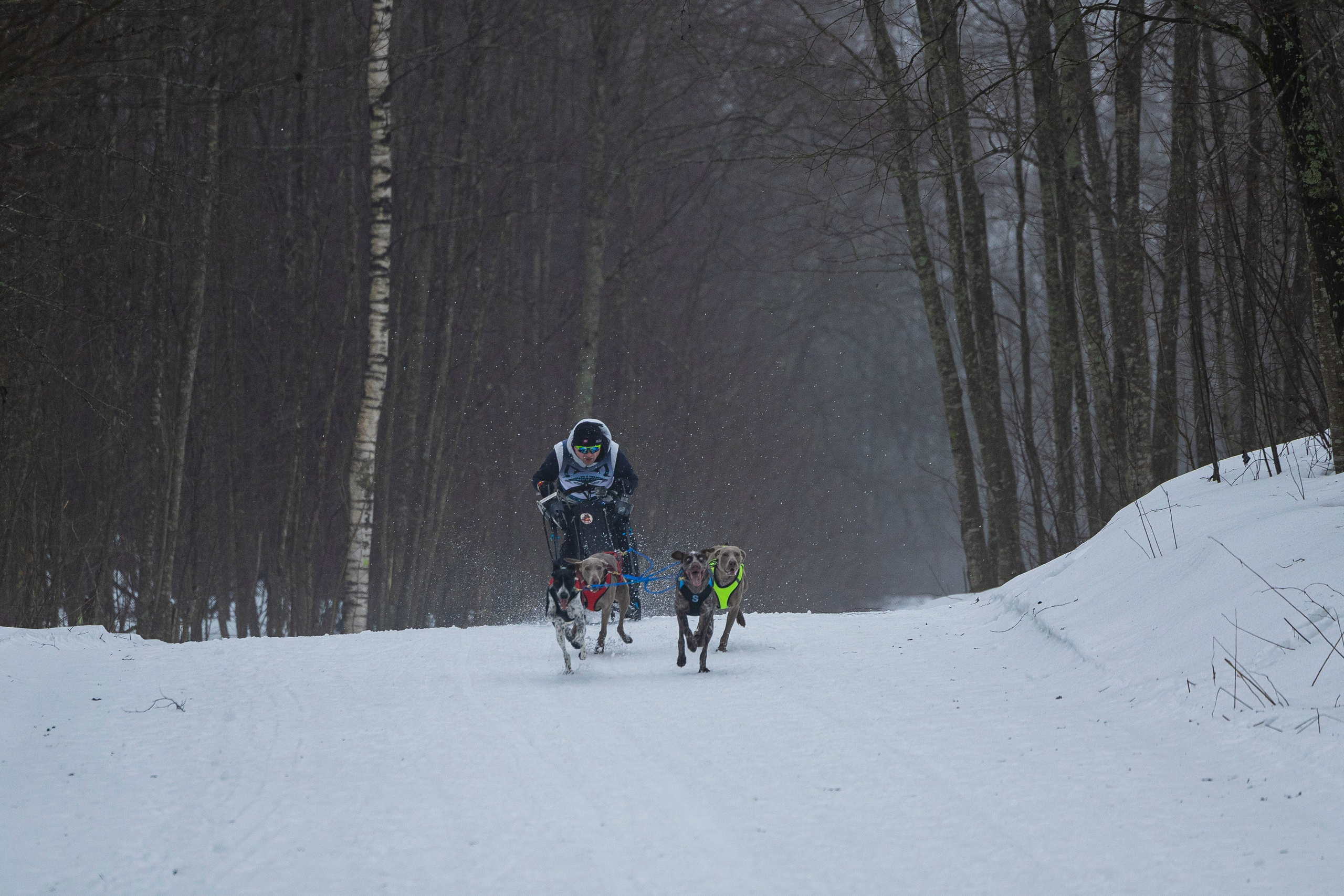 Зимний Чемпионат Санкт-Петербурга по ездовому спорту. Фотограф-анималист Анна Маринич