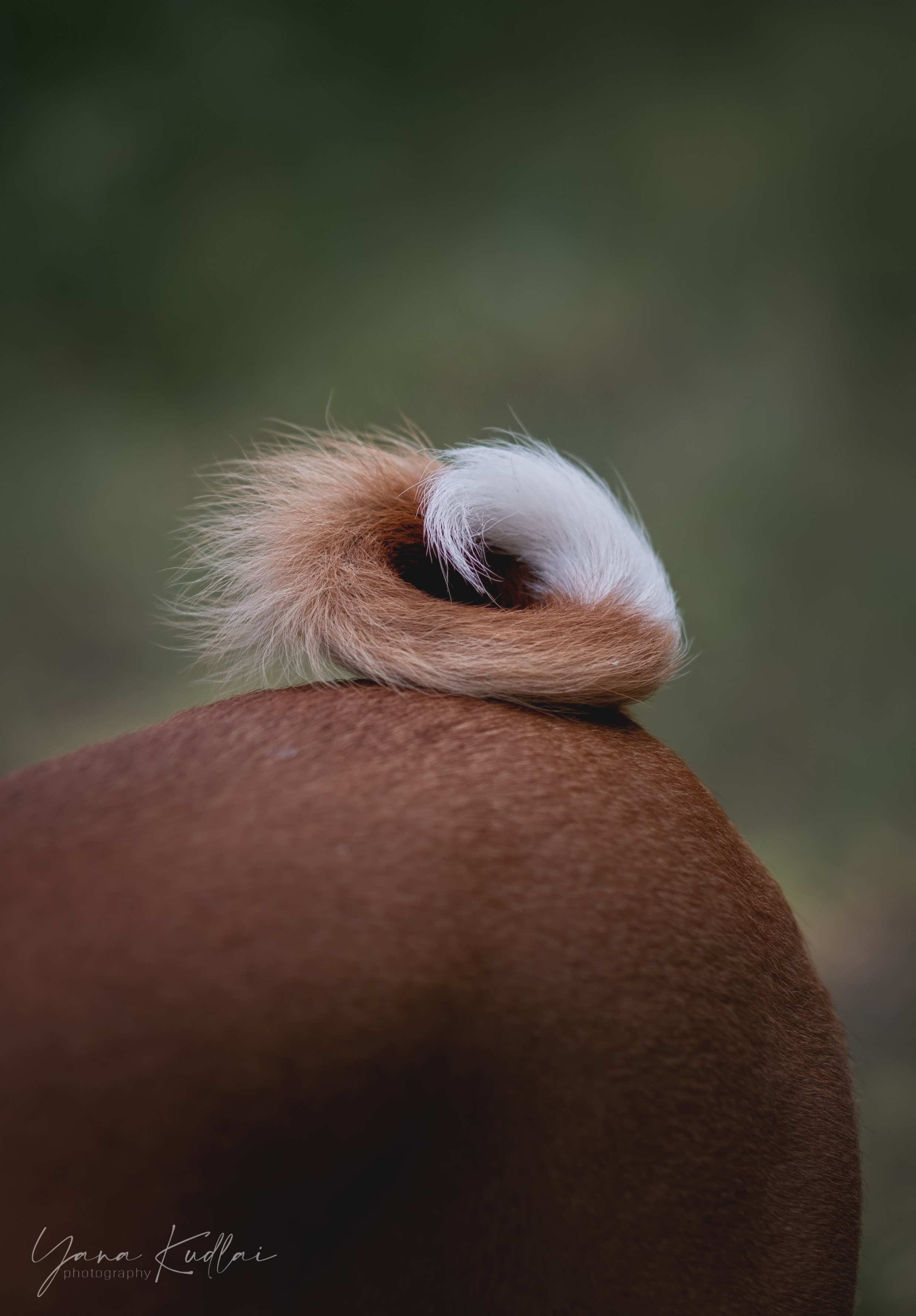 Два неугомонных бассенджи — Ива и Икс. Фотограф анималист Ставрополь Яна Кудлай