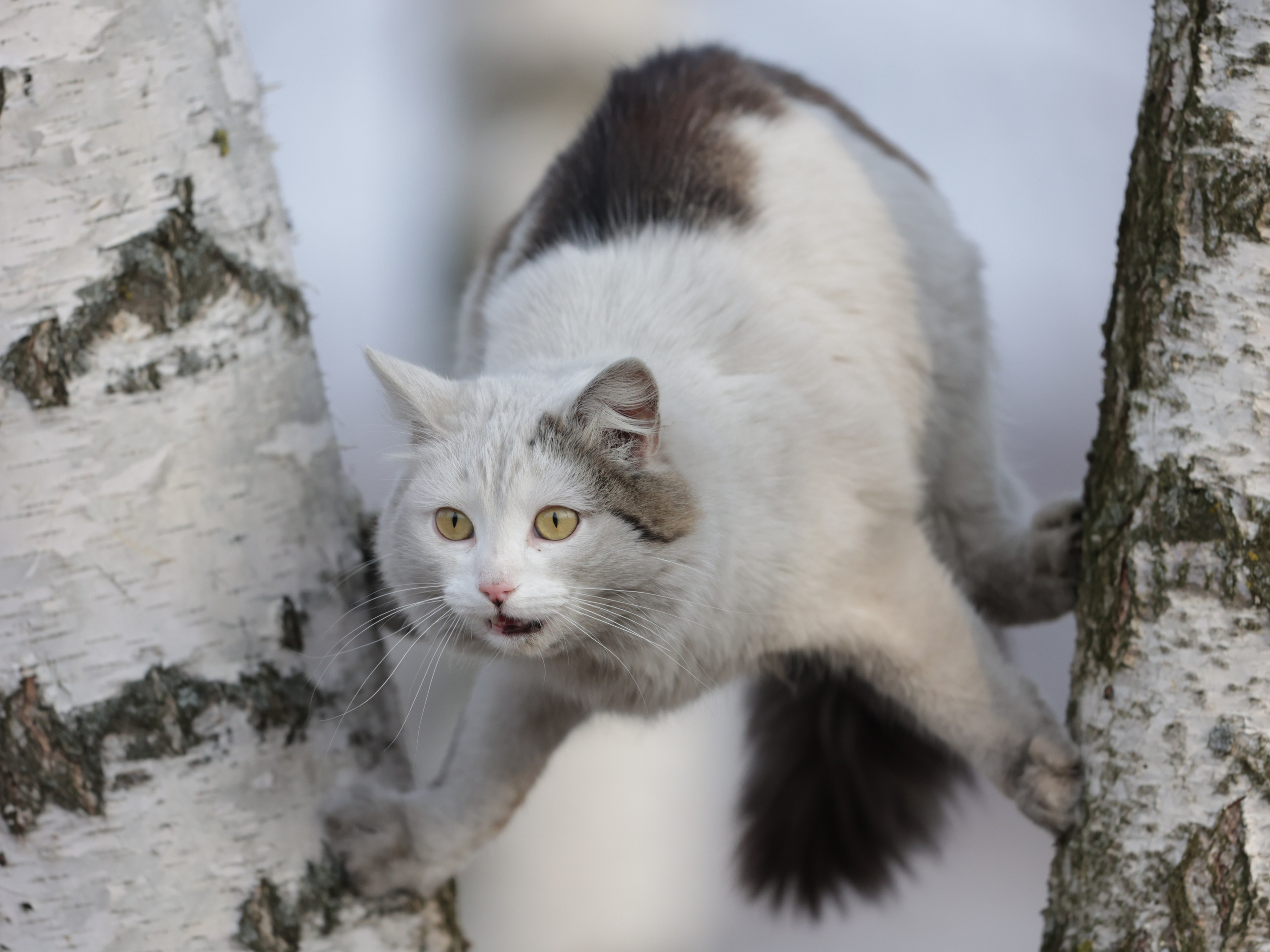 Фотограф Татьяна Марсуверских г. Жуковский, Москва и Мо. Репортажные съёмки, фотосессии,  фотограф анималист, фотосъёмка животных. Фотограф для маркетплейсов, фотоуслуги в Жуковском Татьяна Марсуверских