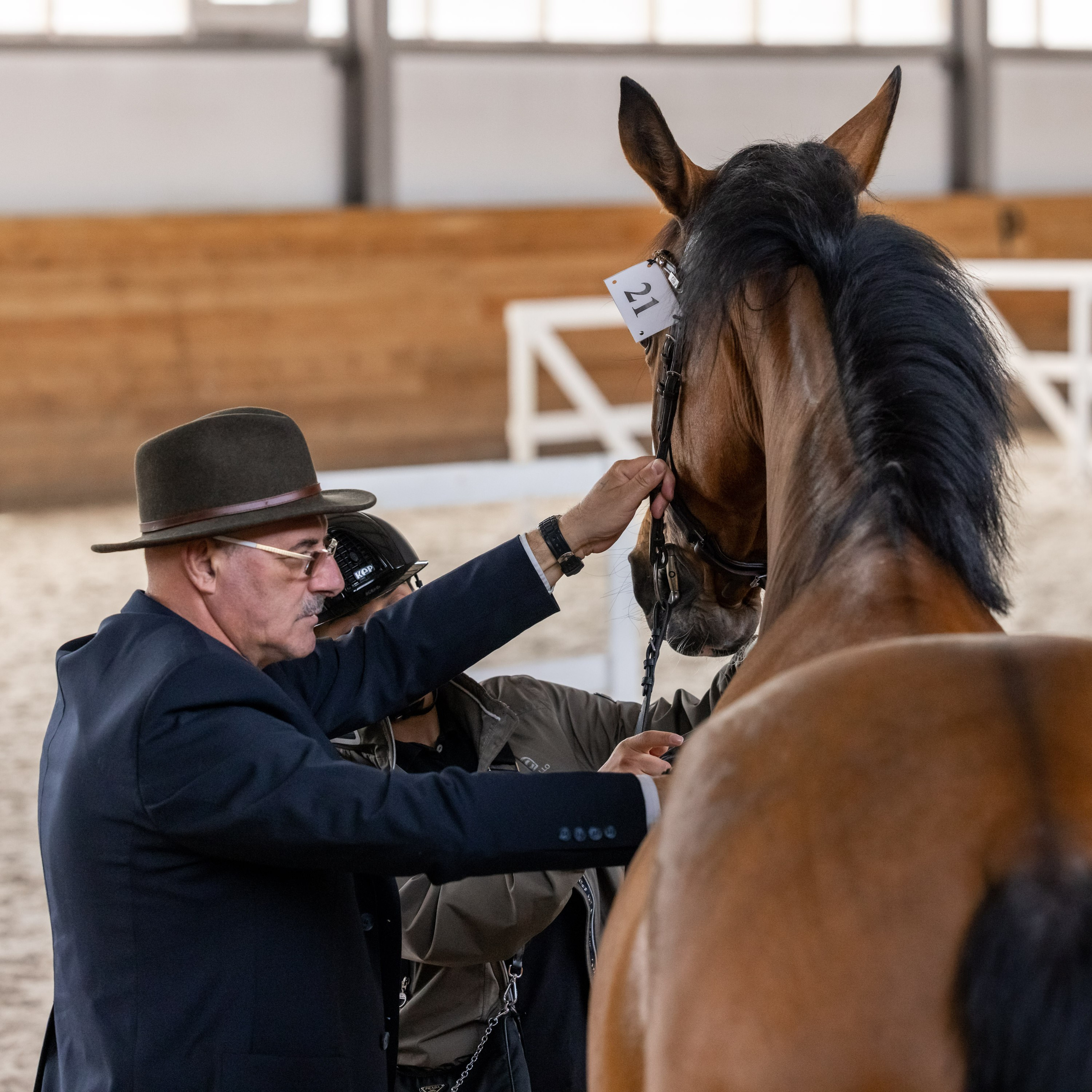 Выездка. Mrs.Aquarelia Конный фотограф Марианна Леонтьева