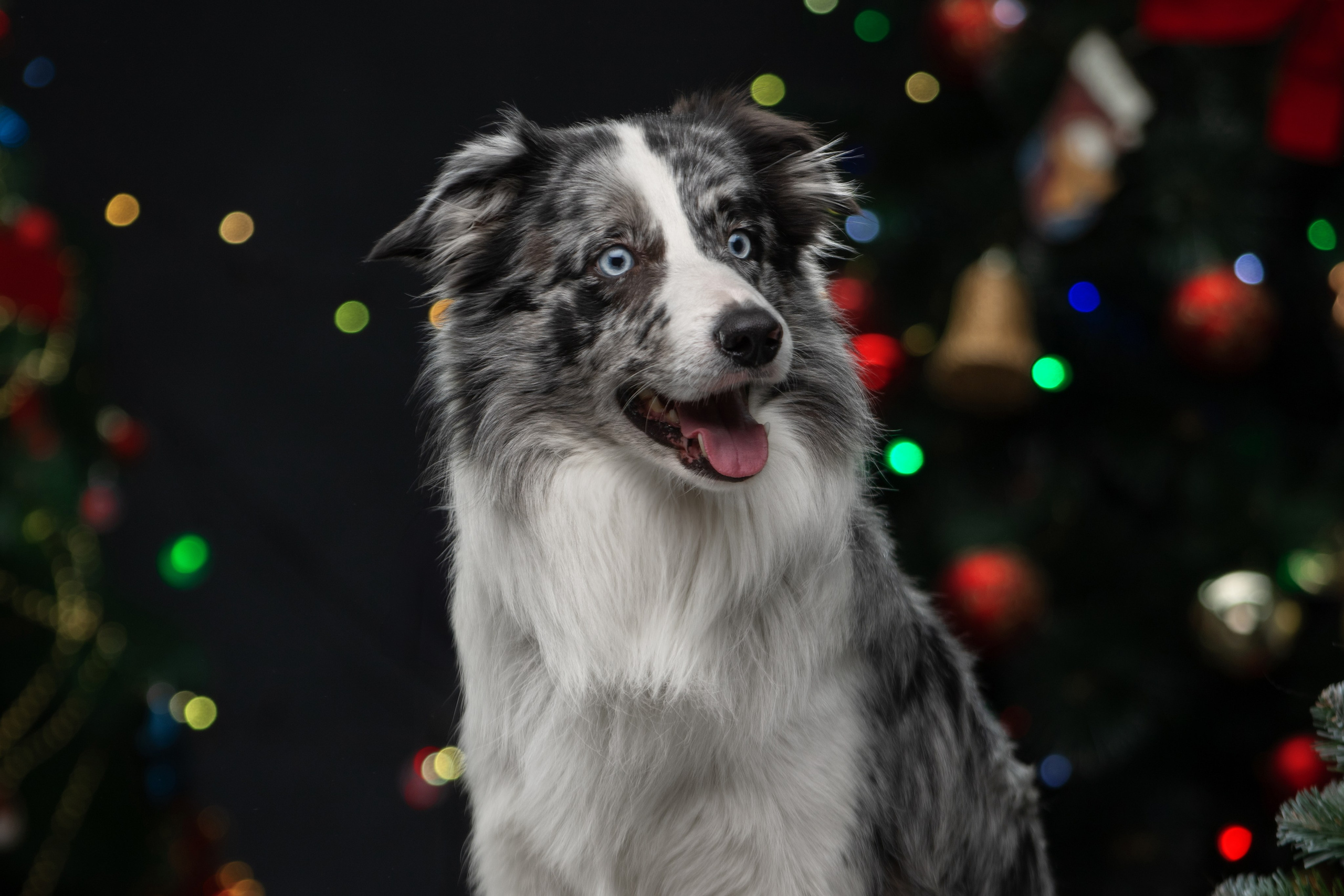 Фотограф-анималист Юлия Зубкова