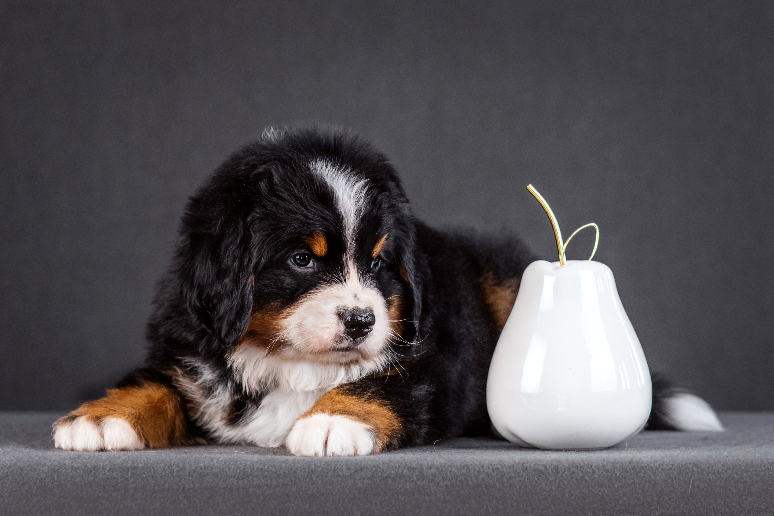 Берны. Фотограф анималист Аня Ливанова | Рыбинск