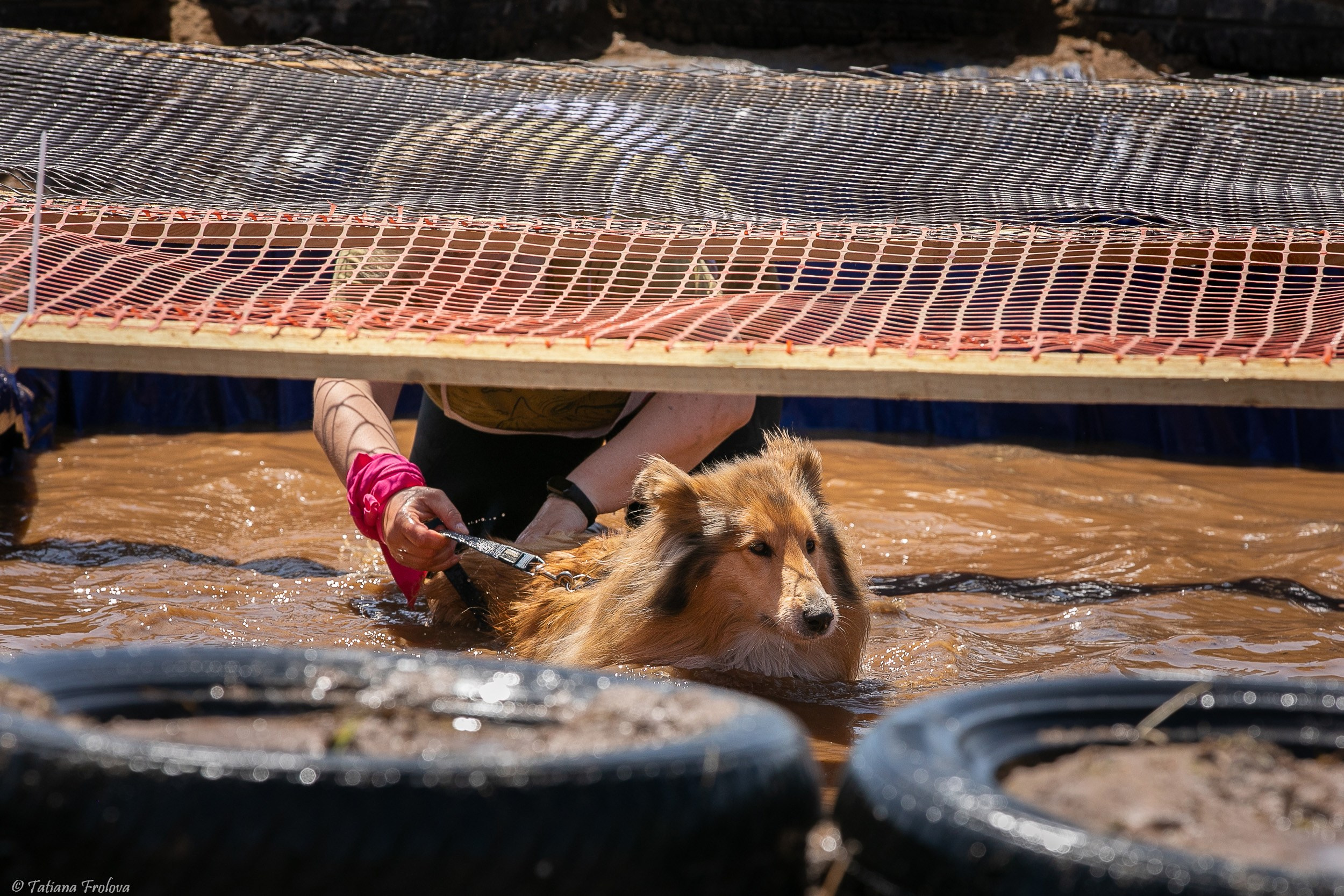 Фоторепортаж с забега с собаками. Фотограф-анималист в Москве и Московской области Татьяна Фролова