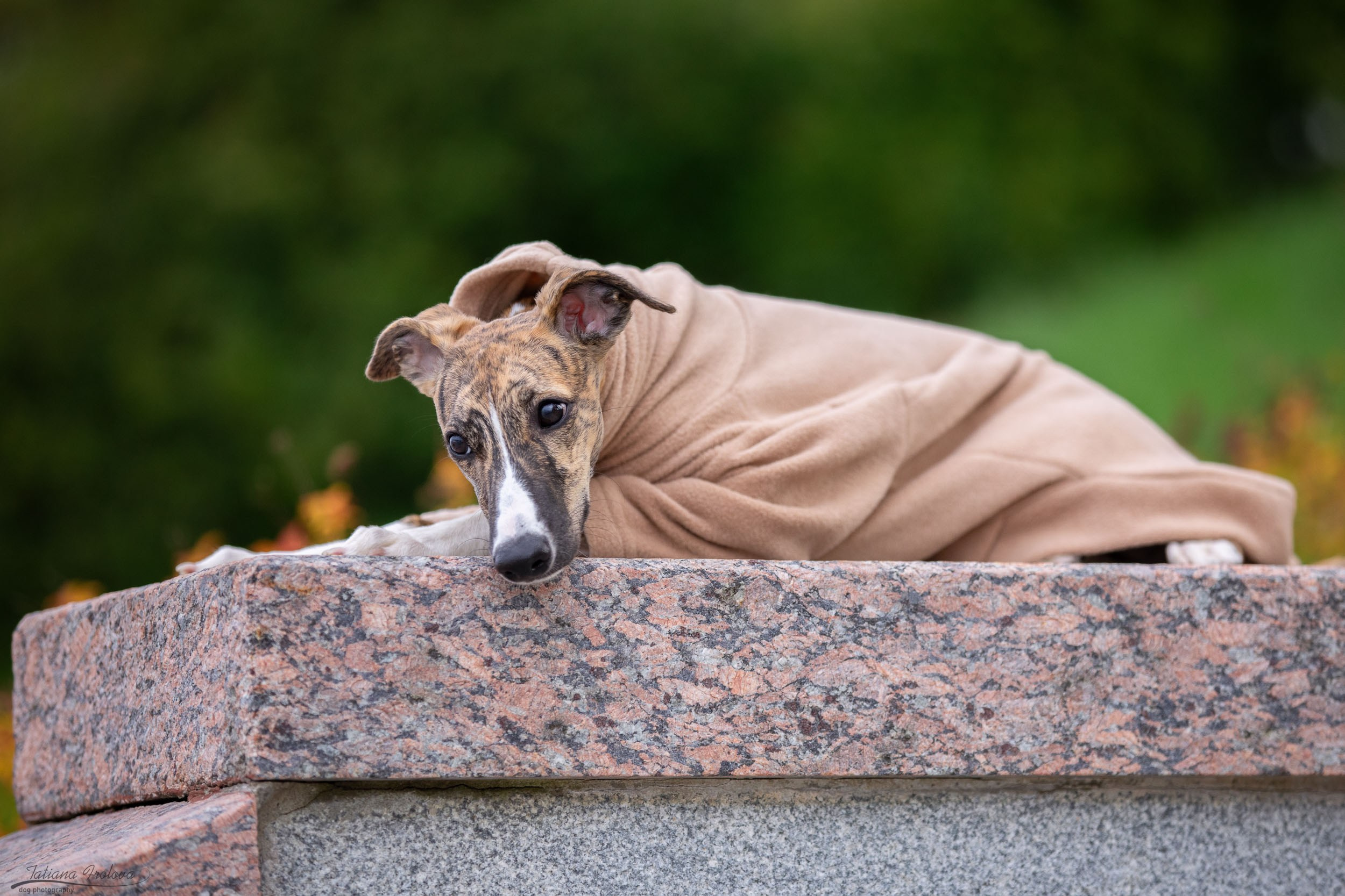 Городская фотопрогулка для Насти и щенка уиппета Корицы. Фотограф-анималист в Москве и Московской области Татьяна Фролова