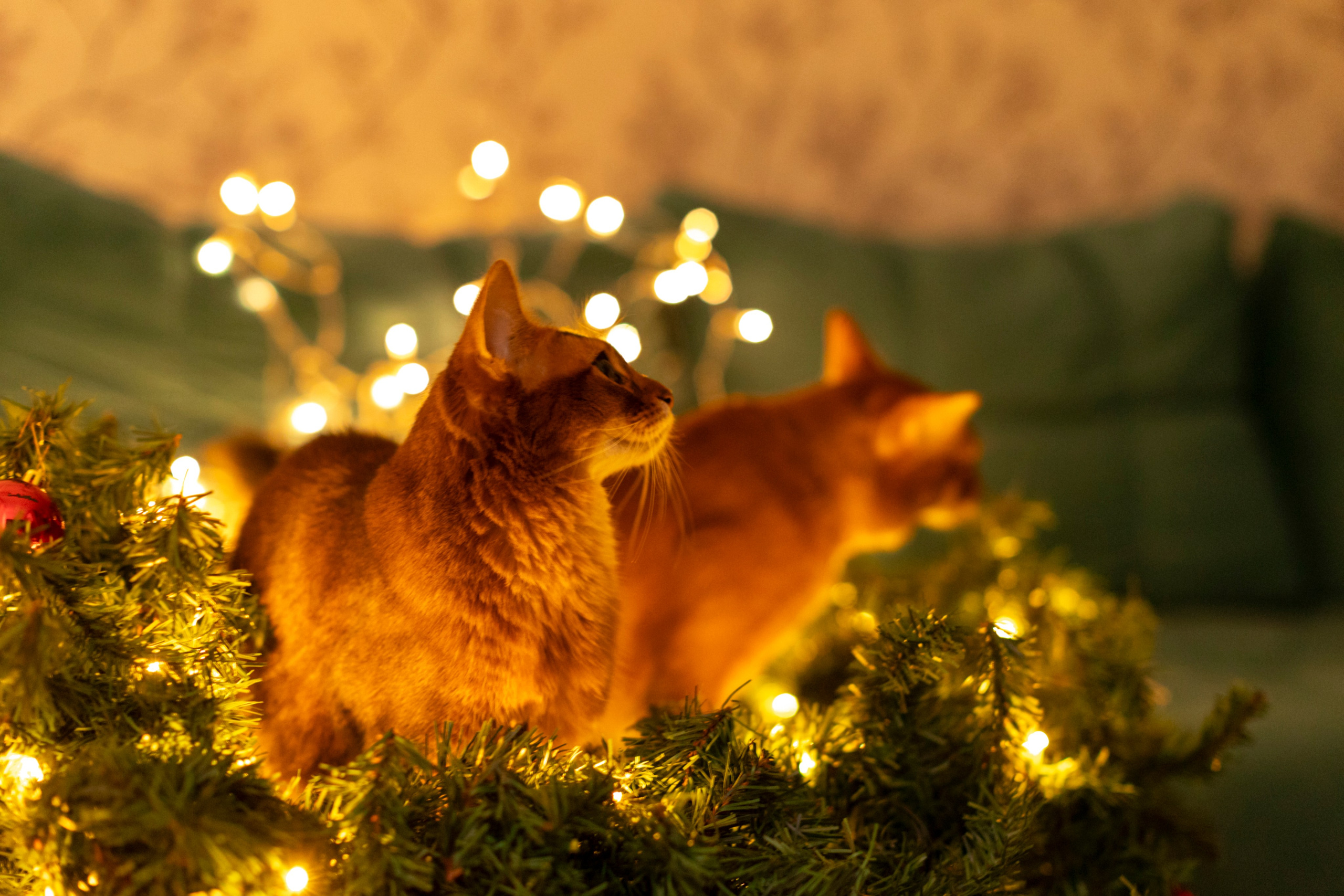 Сомали. Art my Pho