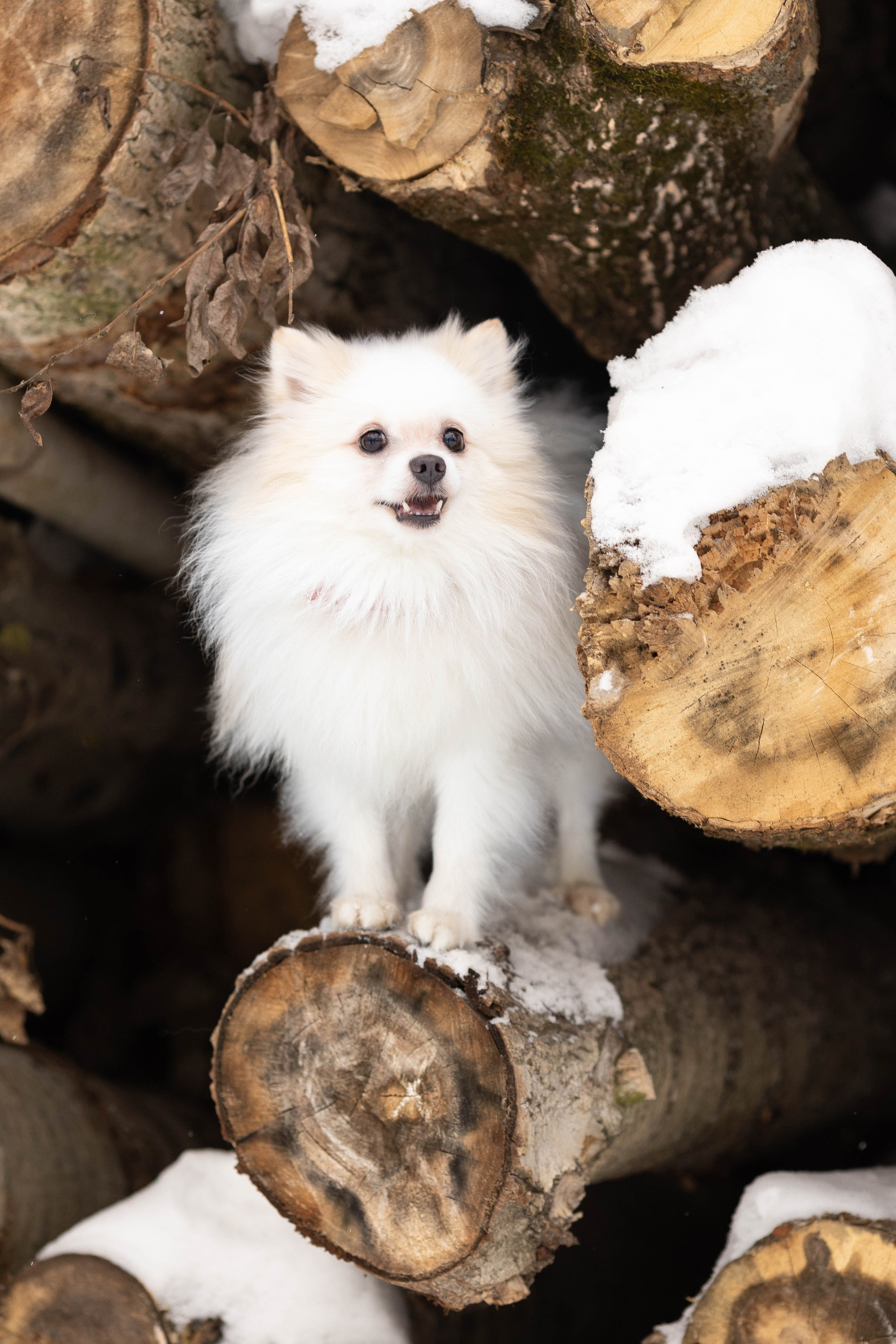 Элина и Чинк. Фотограф Анималист в Перми Анастасия Остерман