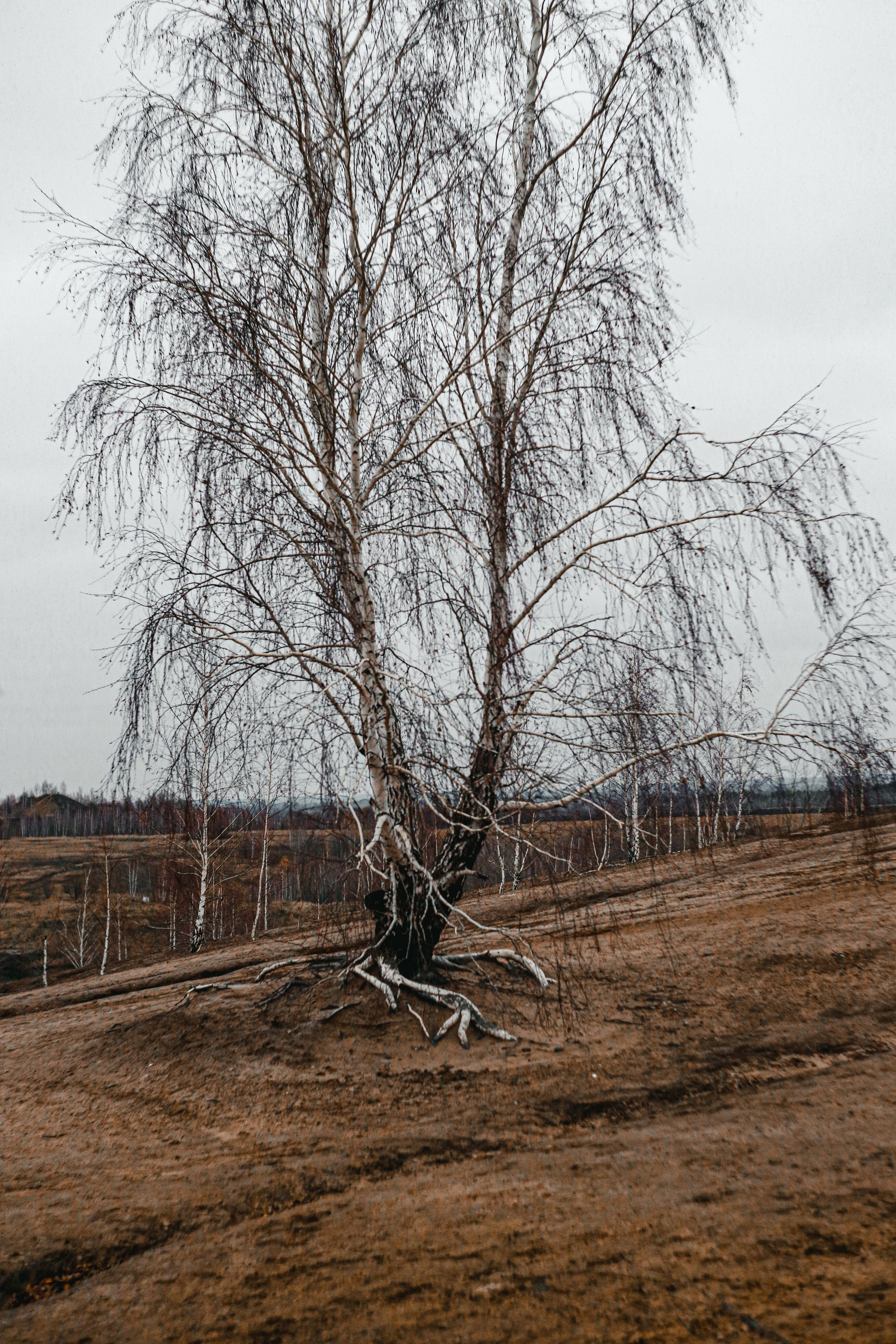 Ноябрь 2022. Efremovaphoto.ru