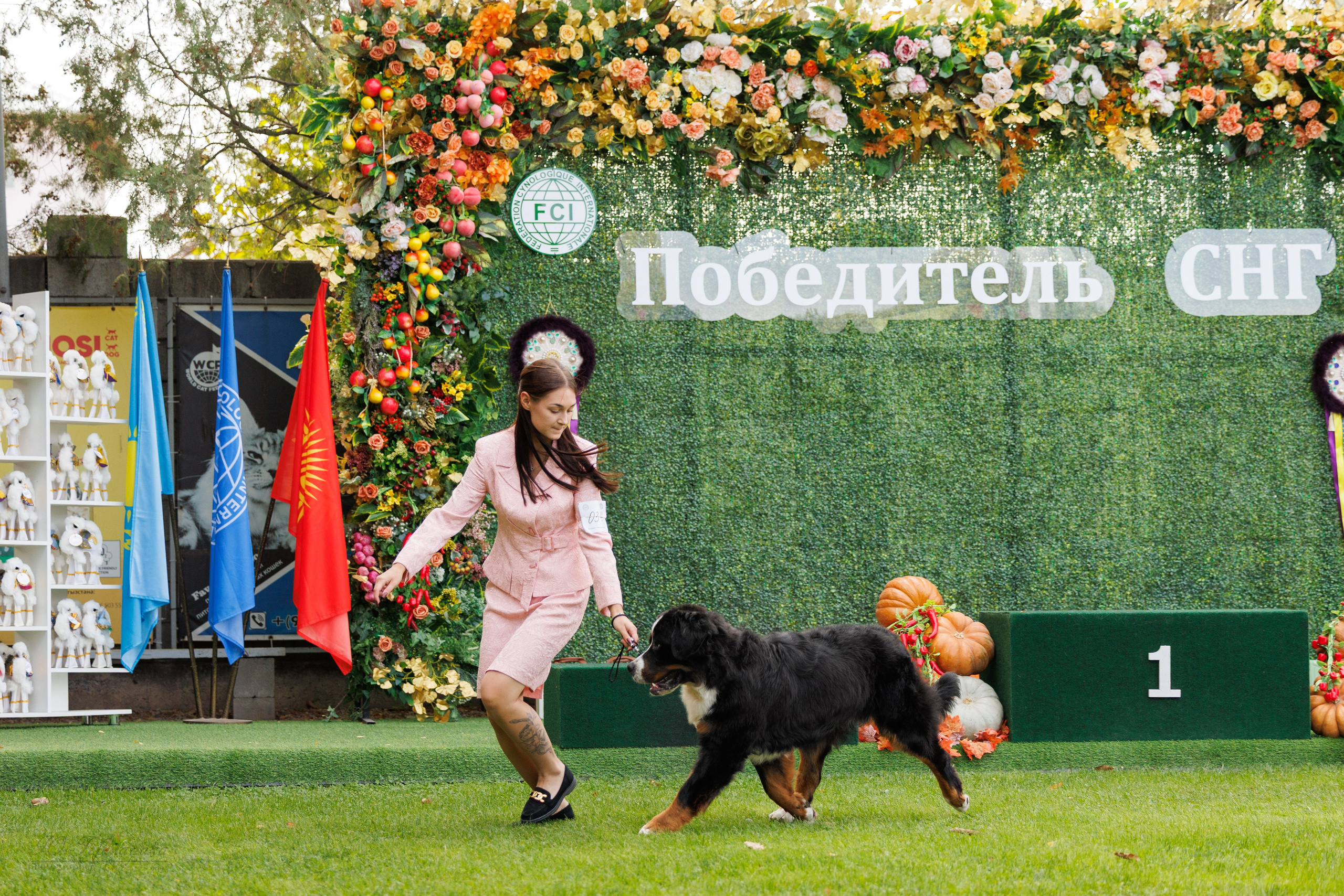 Бишкек 3х CACIB 26-28.09.2025. Фотограф-анималист Юлия Германика