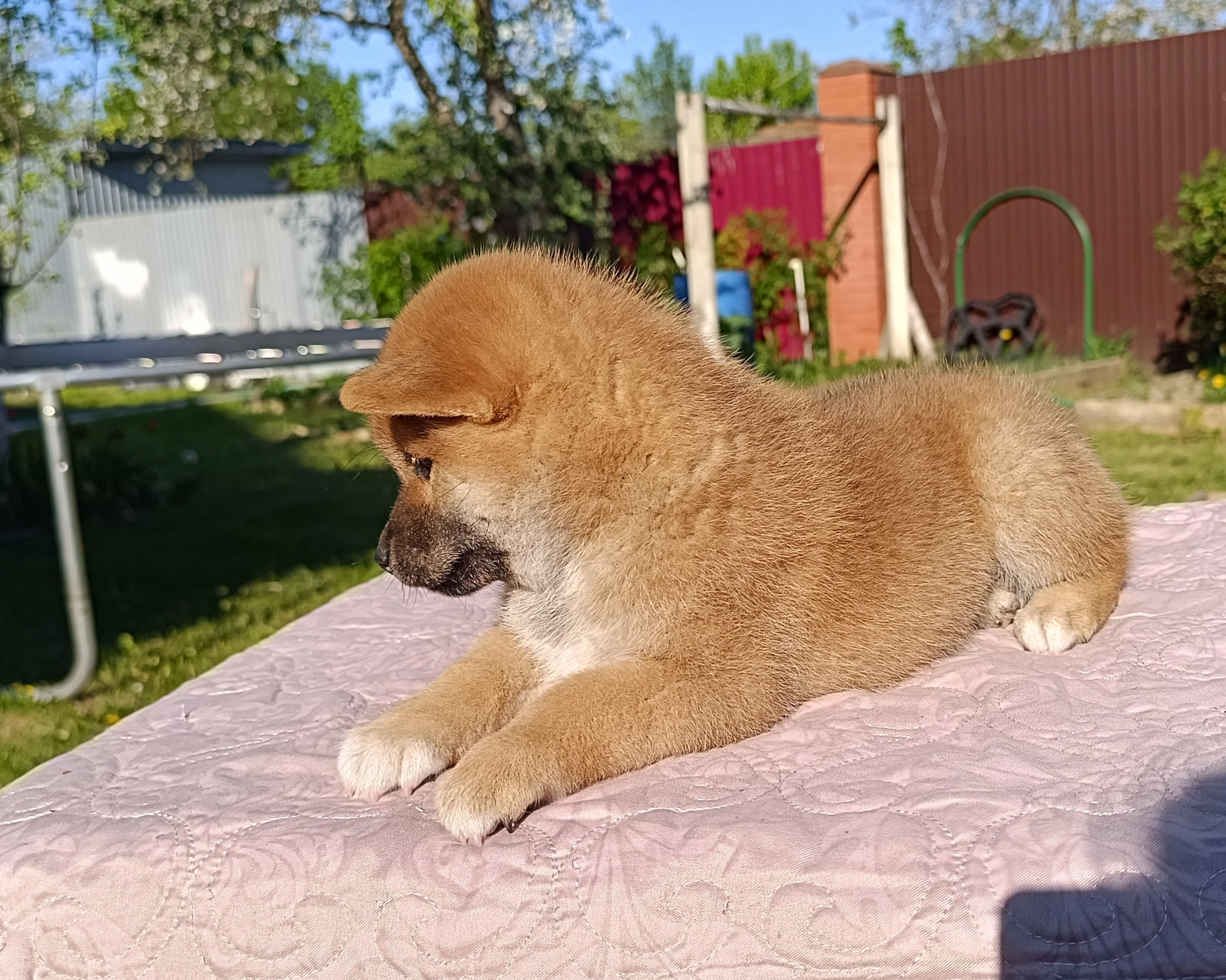 сиба питомник Рубилайт щенки на продажу rubylight  сиба щенки купить СПб Санкт-Петербург