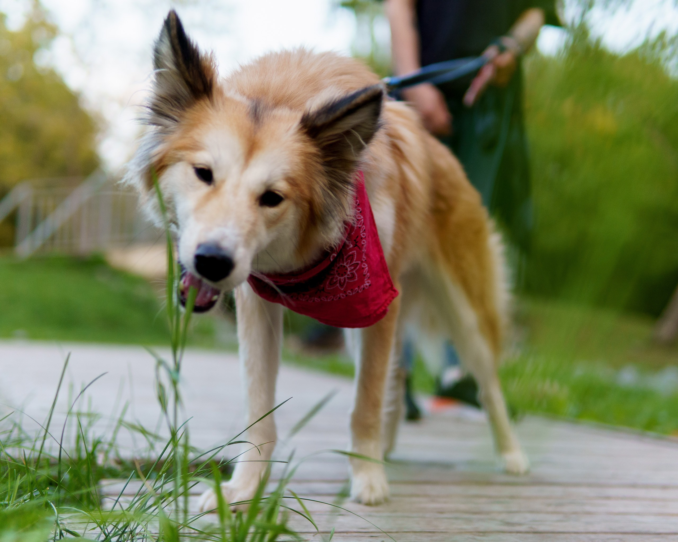 С питомцами \ Тёплая фотосессия в кругу семьи: Дарья, Дима и их очаровательная собака Афина. Место: Ачинск, Парк Победы. Hannanovmoments