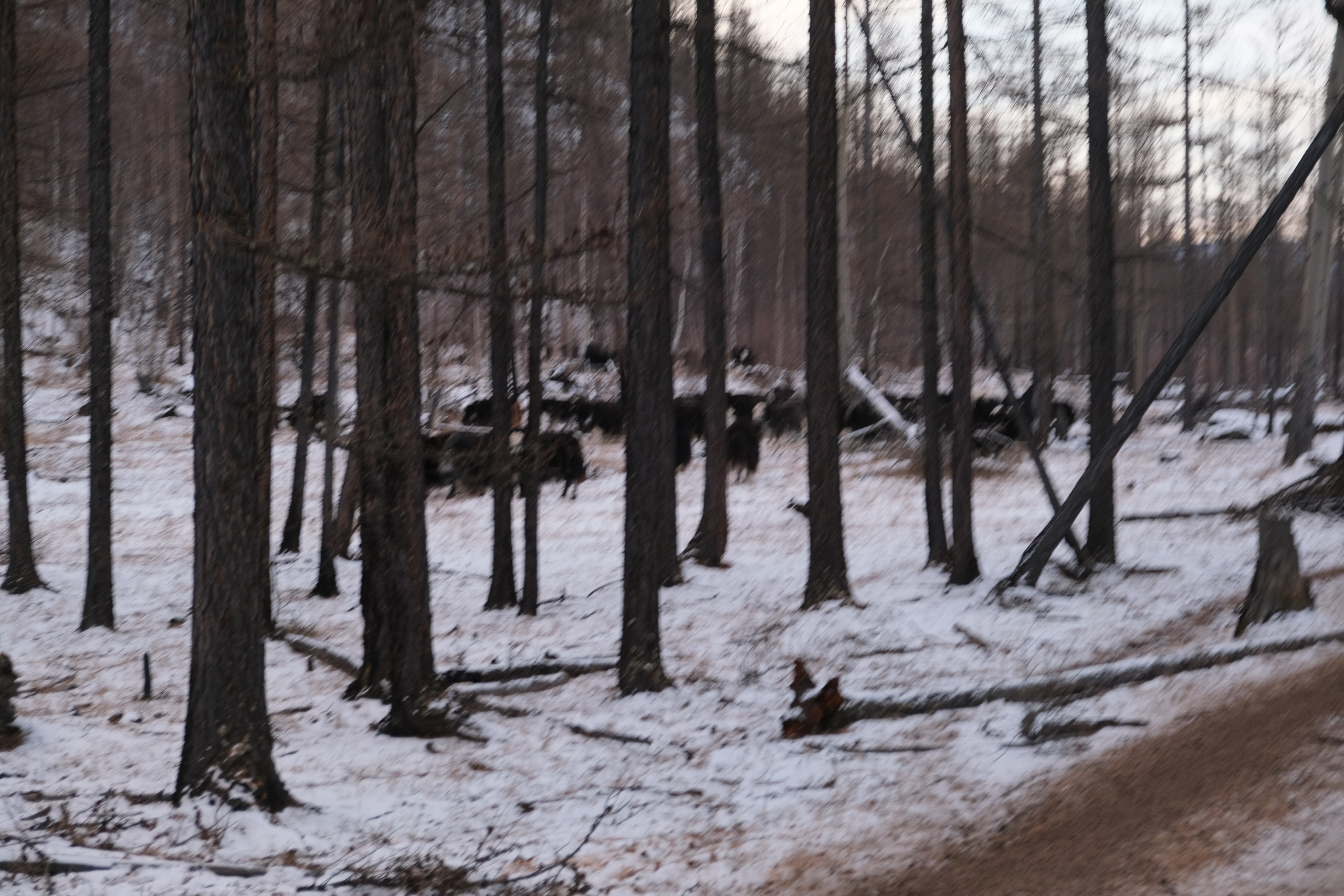 Орлик. Сэсэг — дочь степи | семейный фотограф