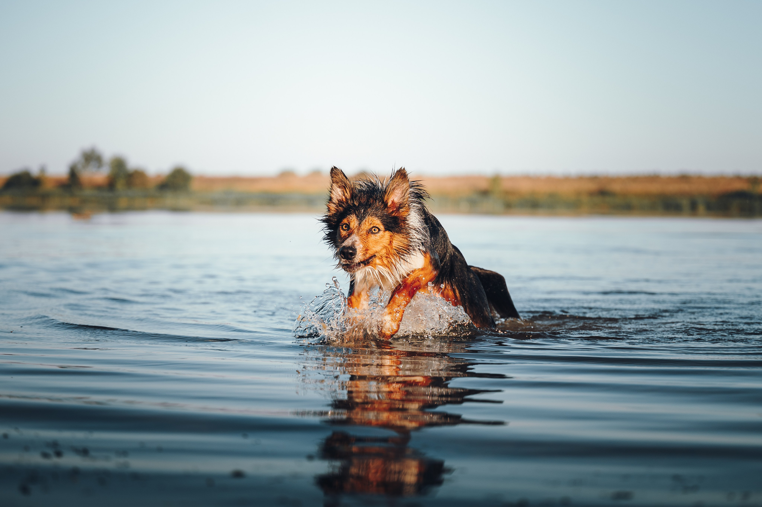 Саша, Флик и Эсприт. Семейный фотограф анималист Ананьева Мария — Москва