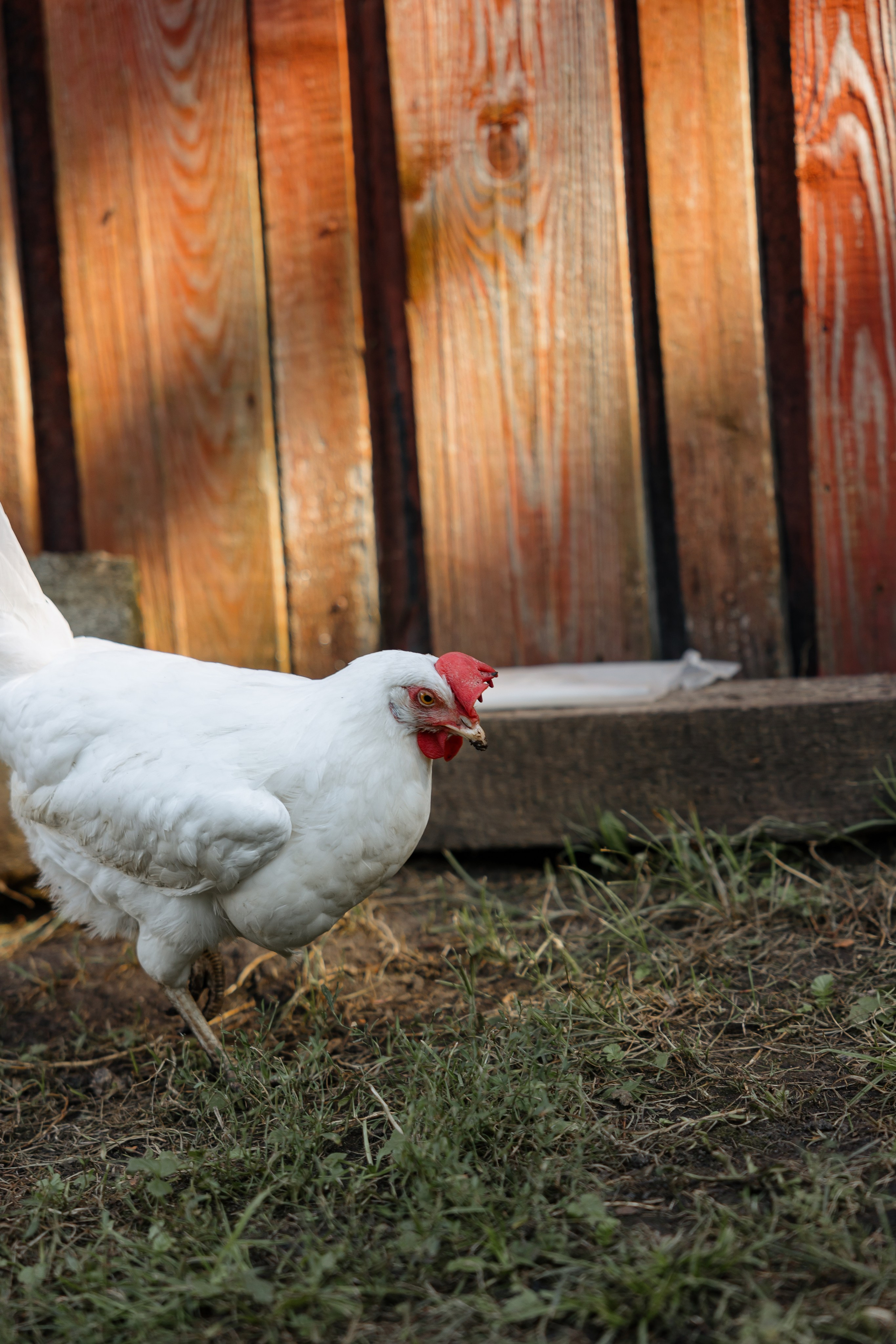 Свадьба в деревенском стиле. Фотограф Сергей Ртищев в Москве и РФ