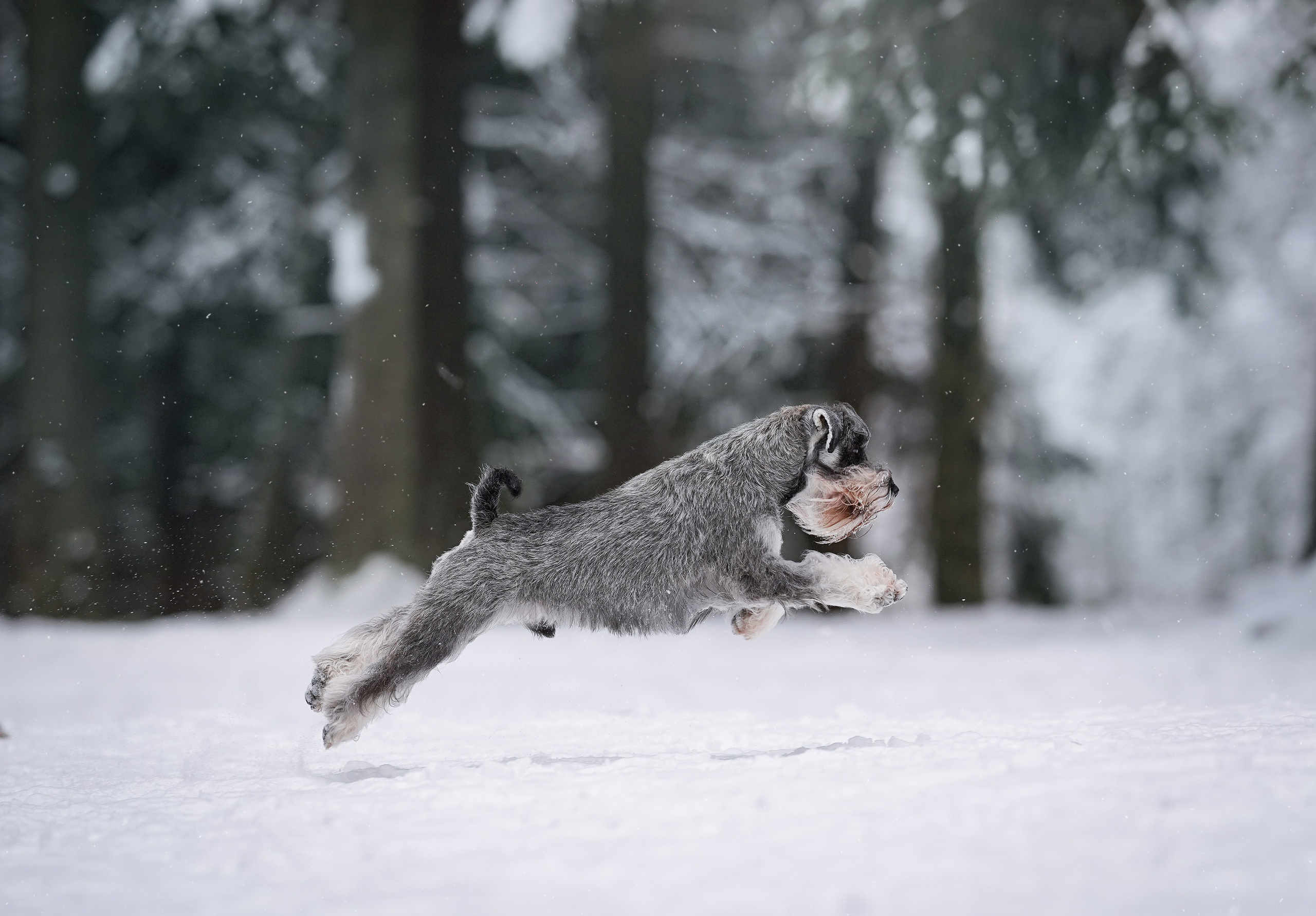 Бенчи и Арчи. Фотограф-анималист в Санкт-Петербурге Яна Мартынова