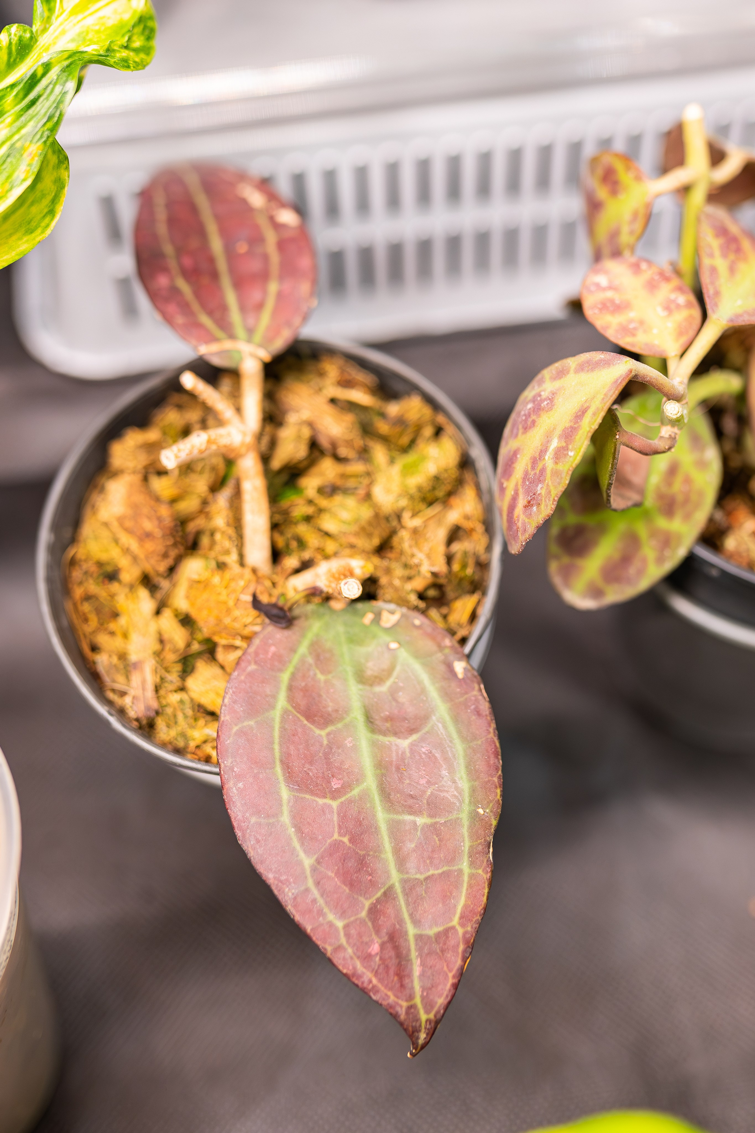 Монстериум апрель 2026. Александра Куликова фотограф, Москва