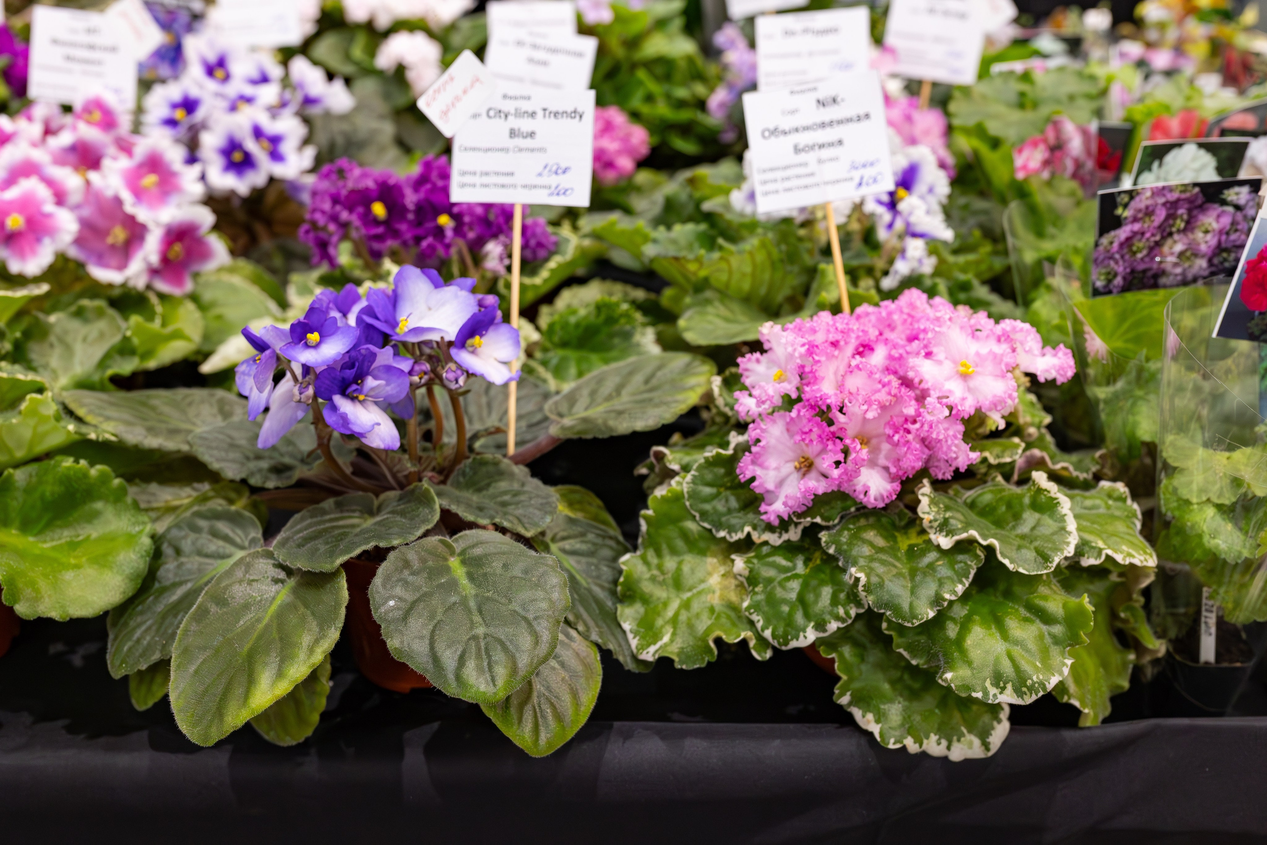 Орхидиум сентябрь 2025. Александра Куликова фотограф, Москва