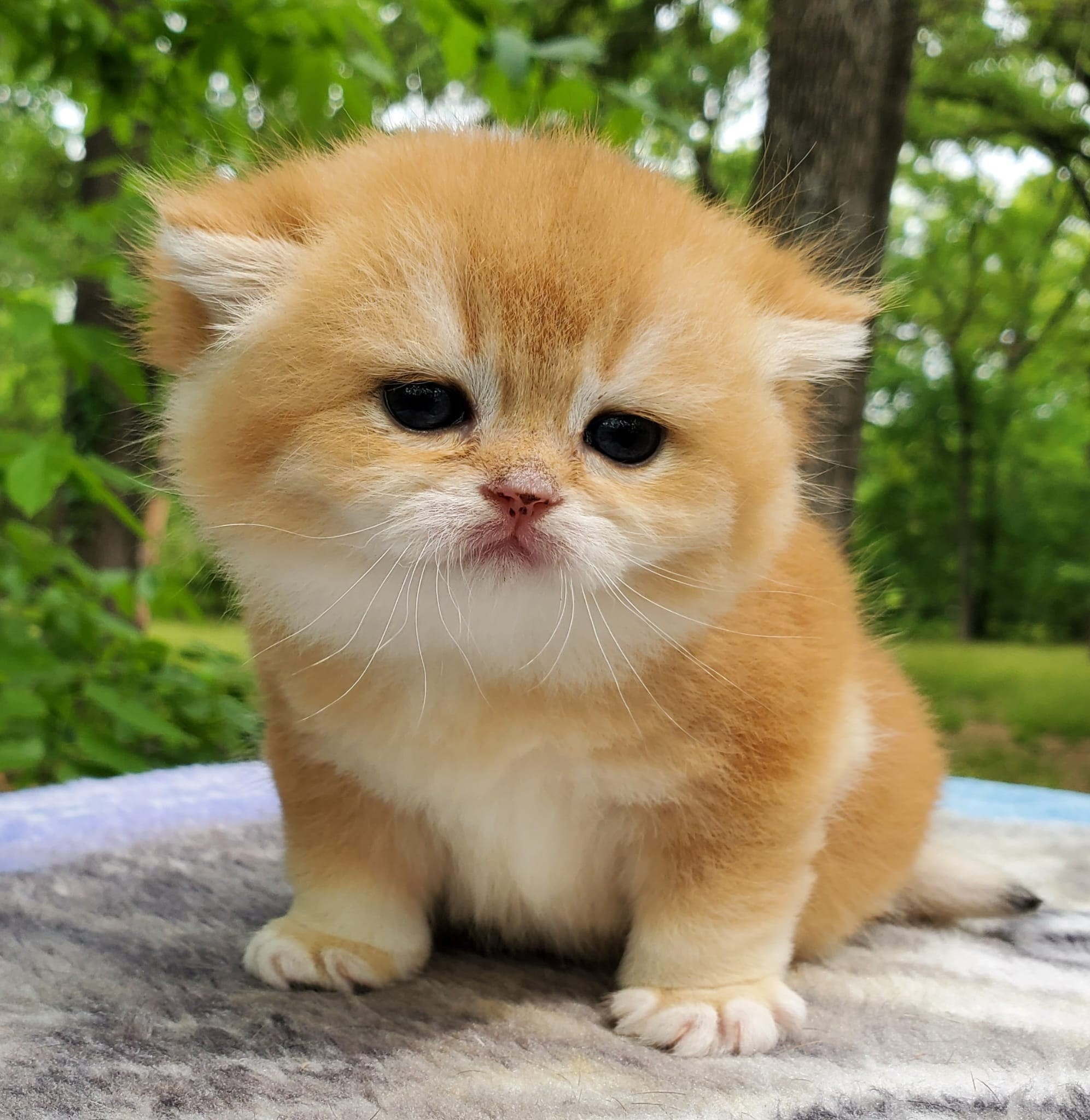 Sonya, female, DB- 03.31.25, sold. British shorhair Cats