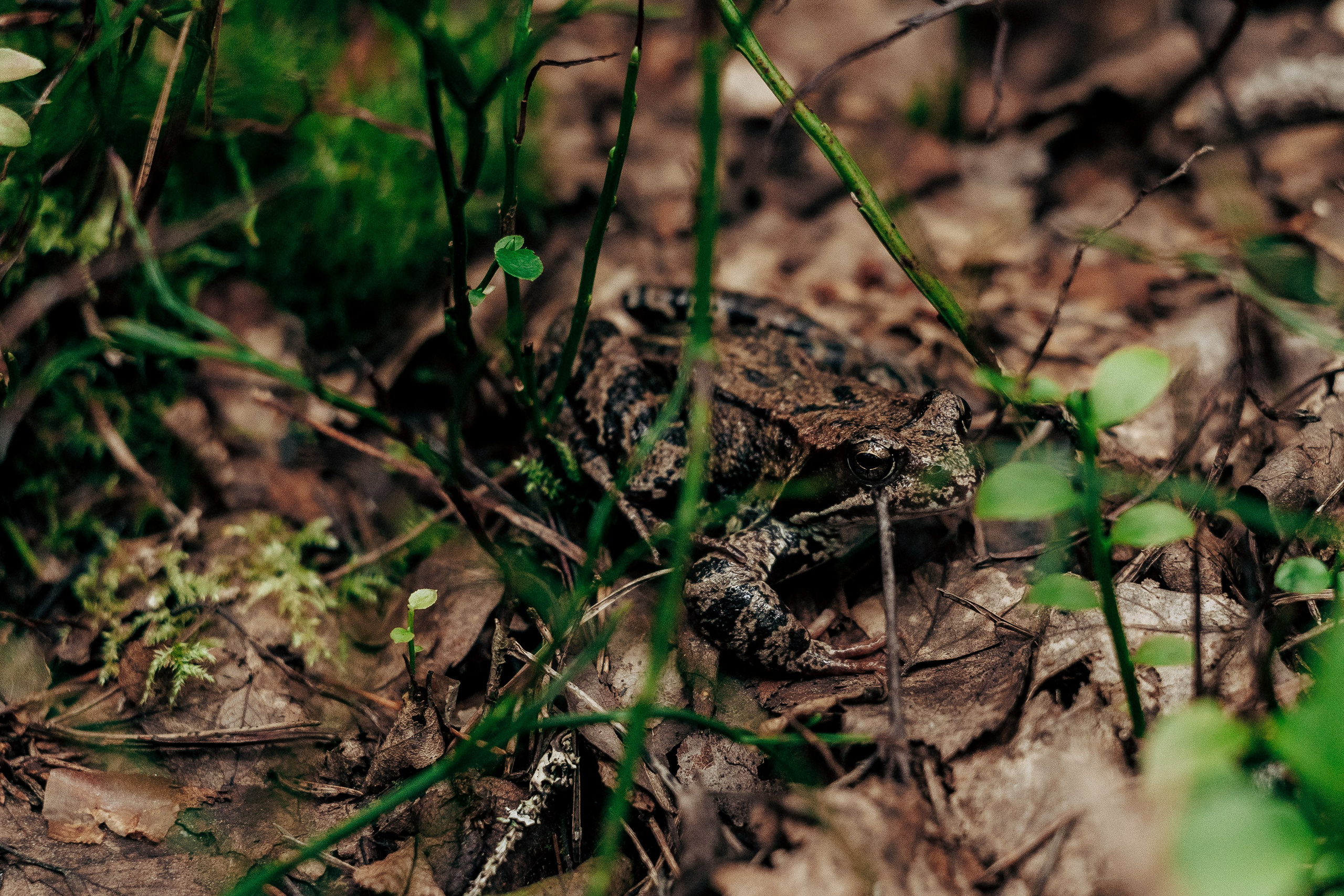 Фотосессия в лесу. Профессиональный фотограф в Санкт-Петербурге Александр Волосенцев