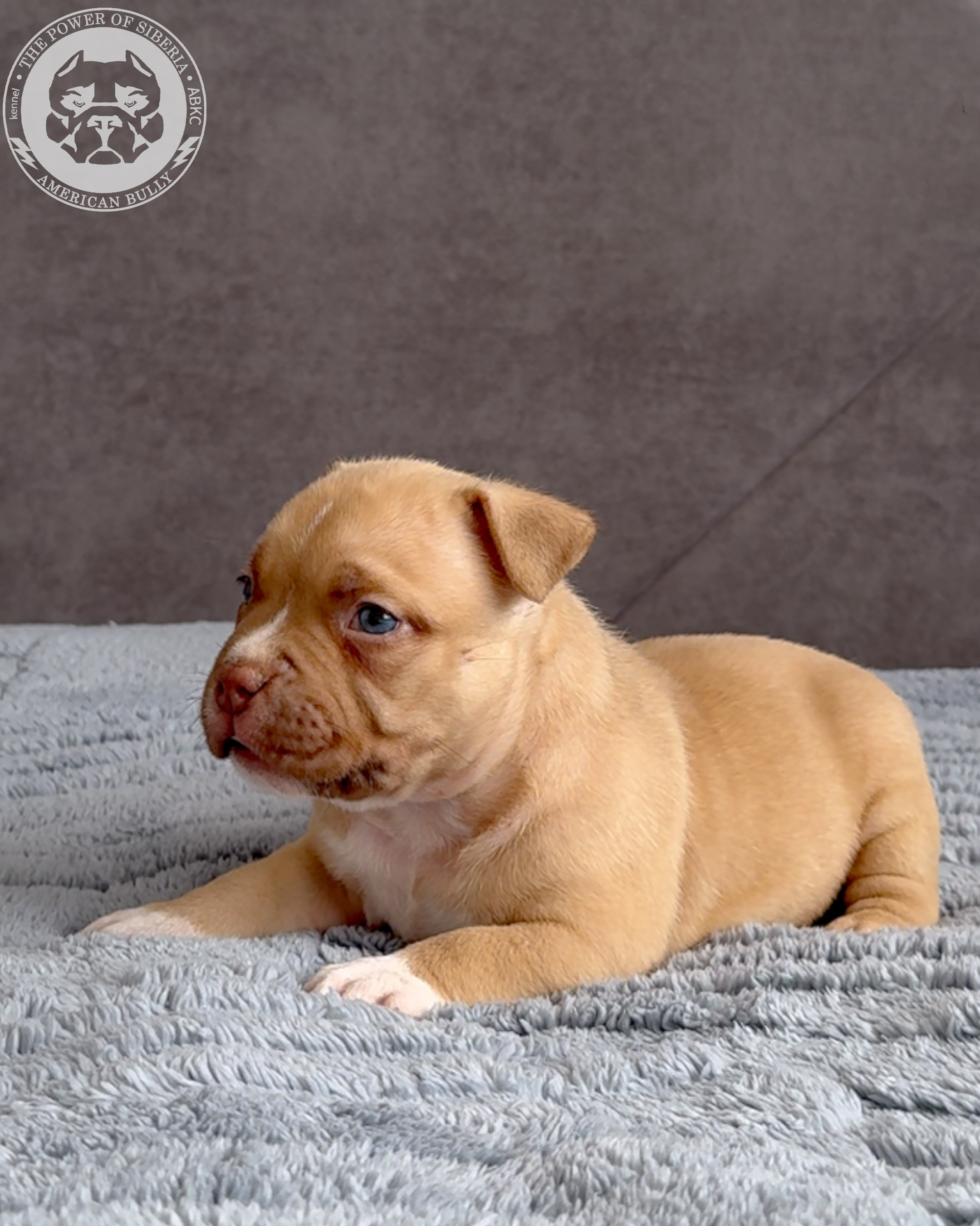 Свободные щенки Американский Булли стандарт и Свободные щенки Американский Булли классик. Американский Булли в г. Ростов-на-Дону. Питомник THE POWER OF SIBERIA