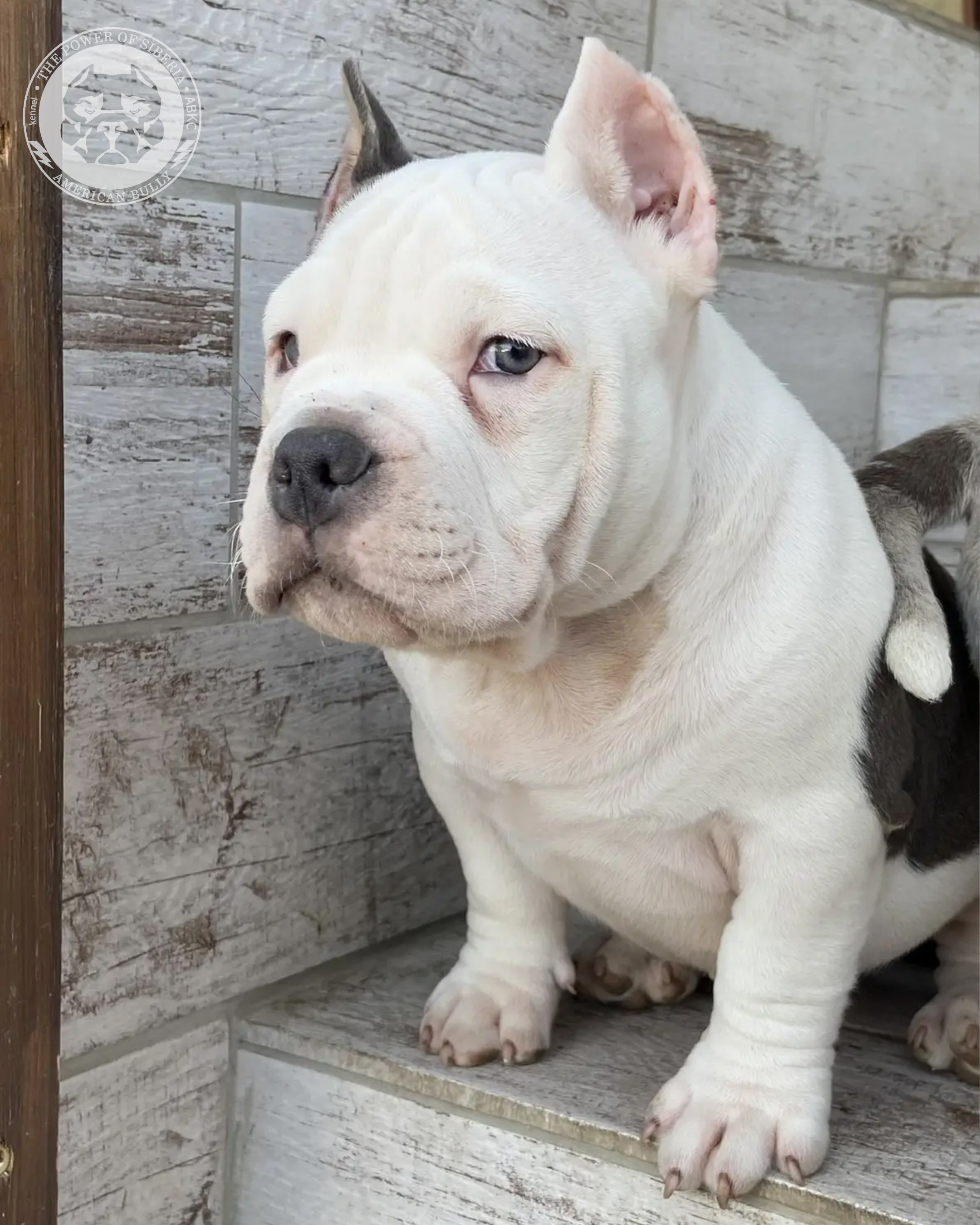 Свободные щенки Американский Булли покет. Американский Булли в г. Ростов-на-Дону. Питомник THE POWER OF SIBERIA