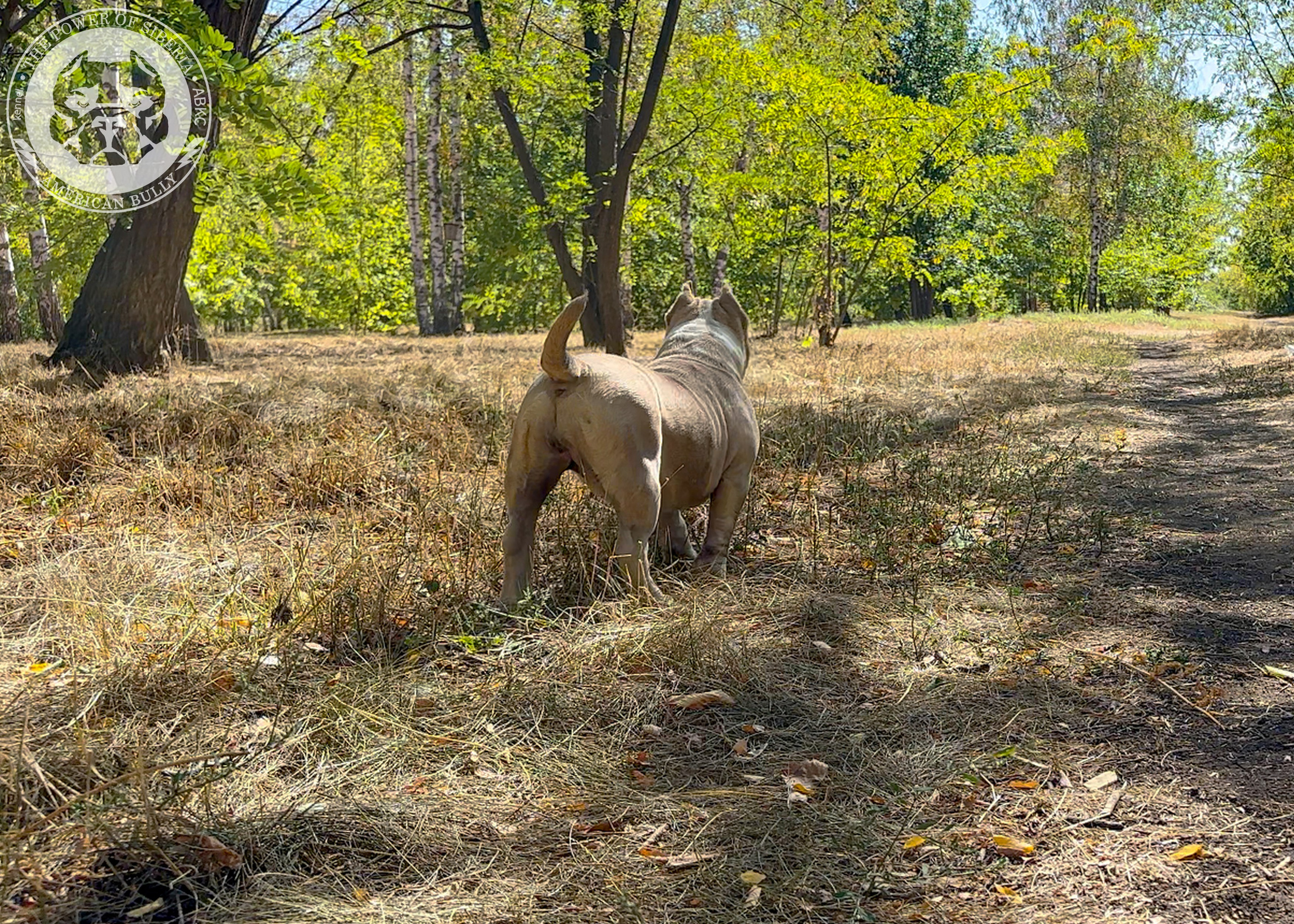 Помет Каспер и Тагира. 21.04.25. Американский Булли в г. Ростов-на-Дону. Питомник THE POWER OF SIBERIA