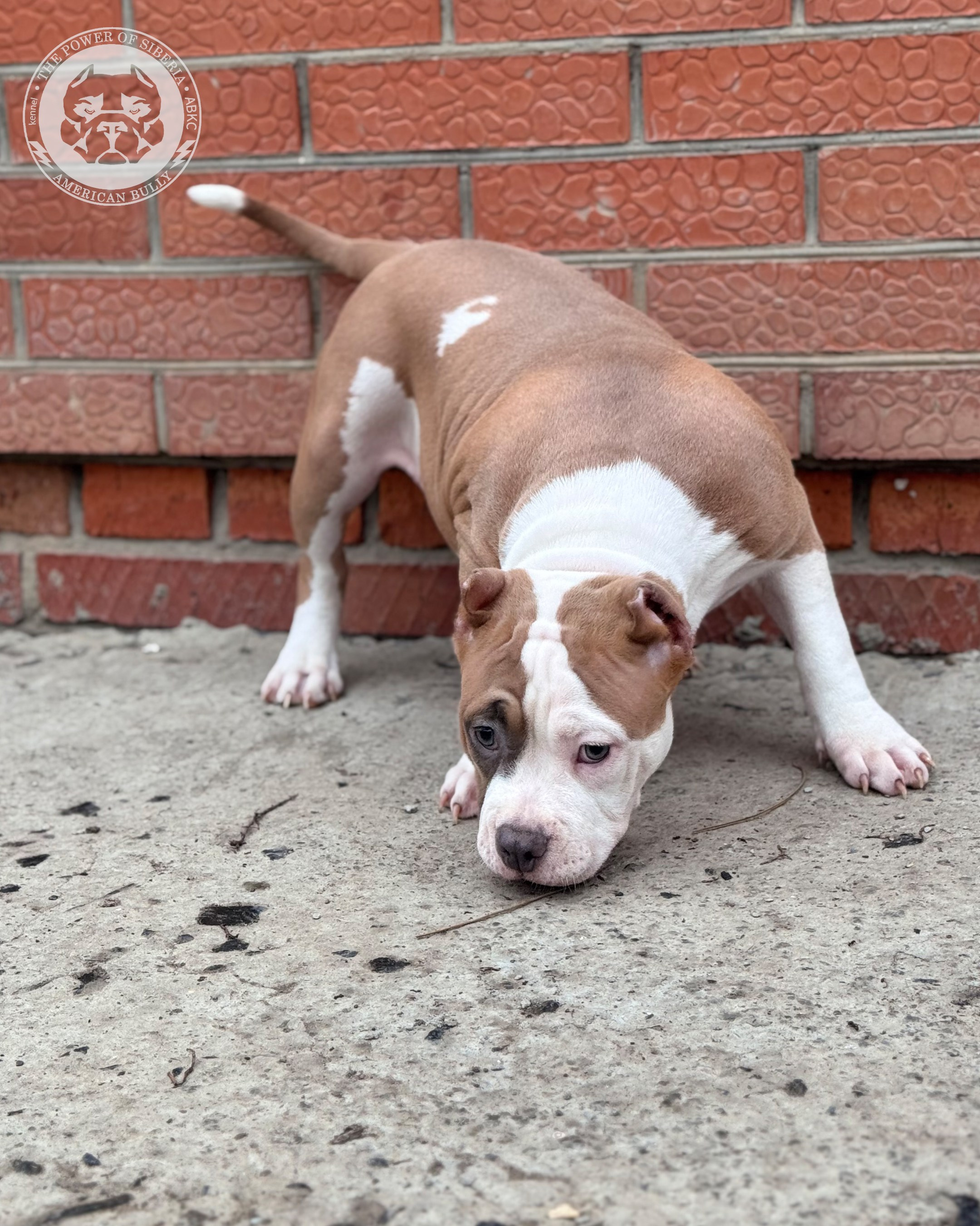 Свободные щенки Американский Булли стандарт и Свободные щенки Американский Булли классик. Американский Булли в г. Ростов-на-Дону. Питомник THE POWER OF SIBERIA