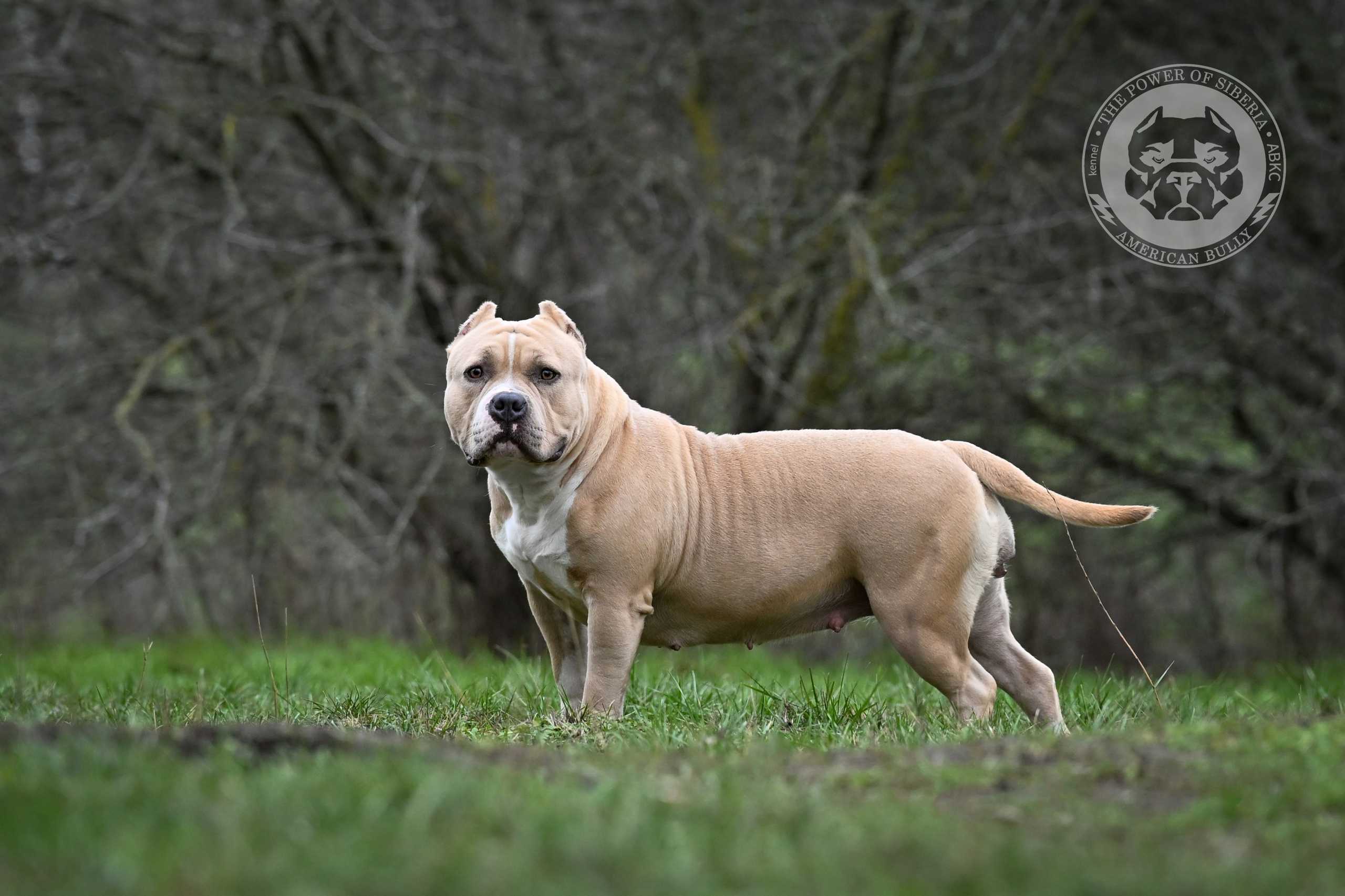 Декабрь 2025. Американский Булли в г. Ростов-на-Дону. Питомник THE POWER OF SIBERIA