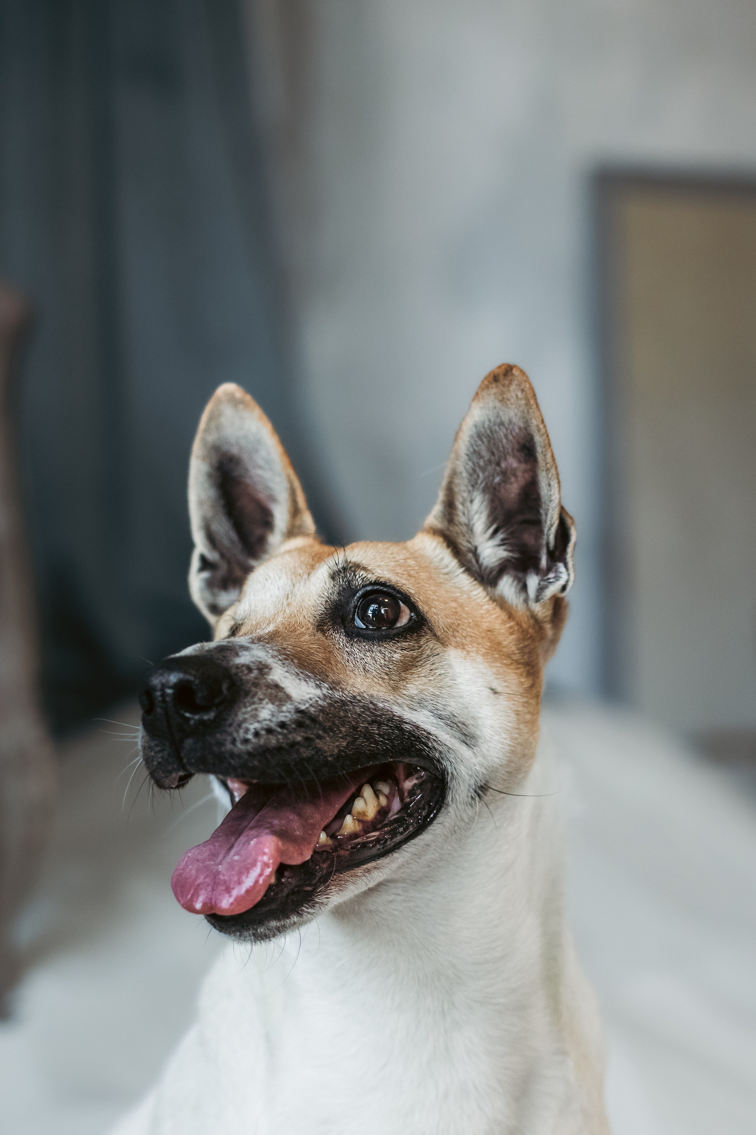 Полина и Альвильда. Фотограф-анималист Татьяна Степанова