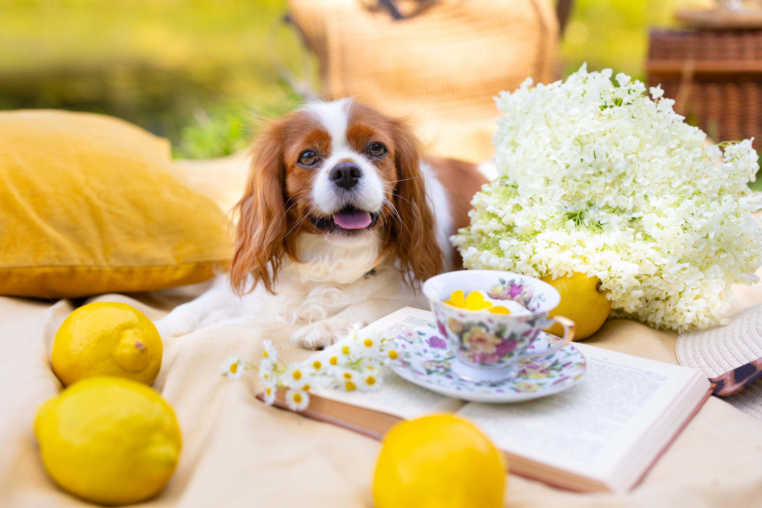 PRO АЛЬБОМ | Выпускные альбомы Иваново Ярославль