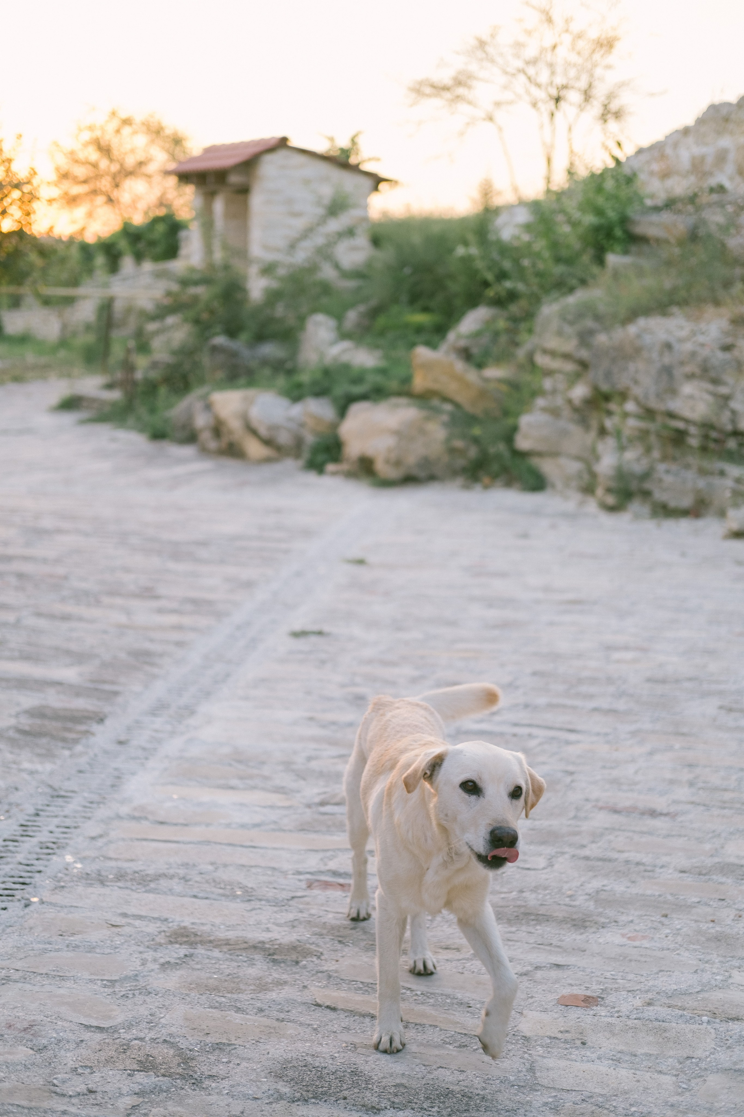 Свадьба на винодельне. Свадьба в Абхазии|Фотограф в Абхазии