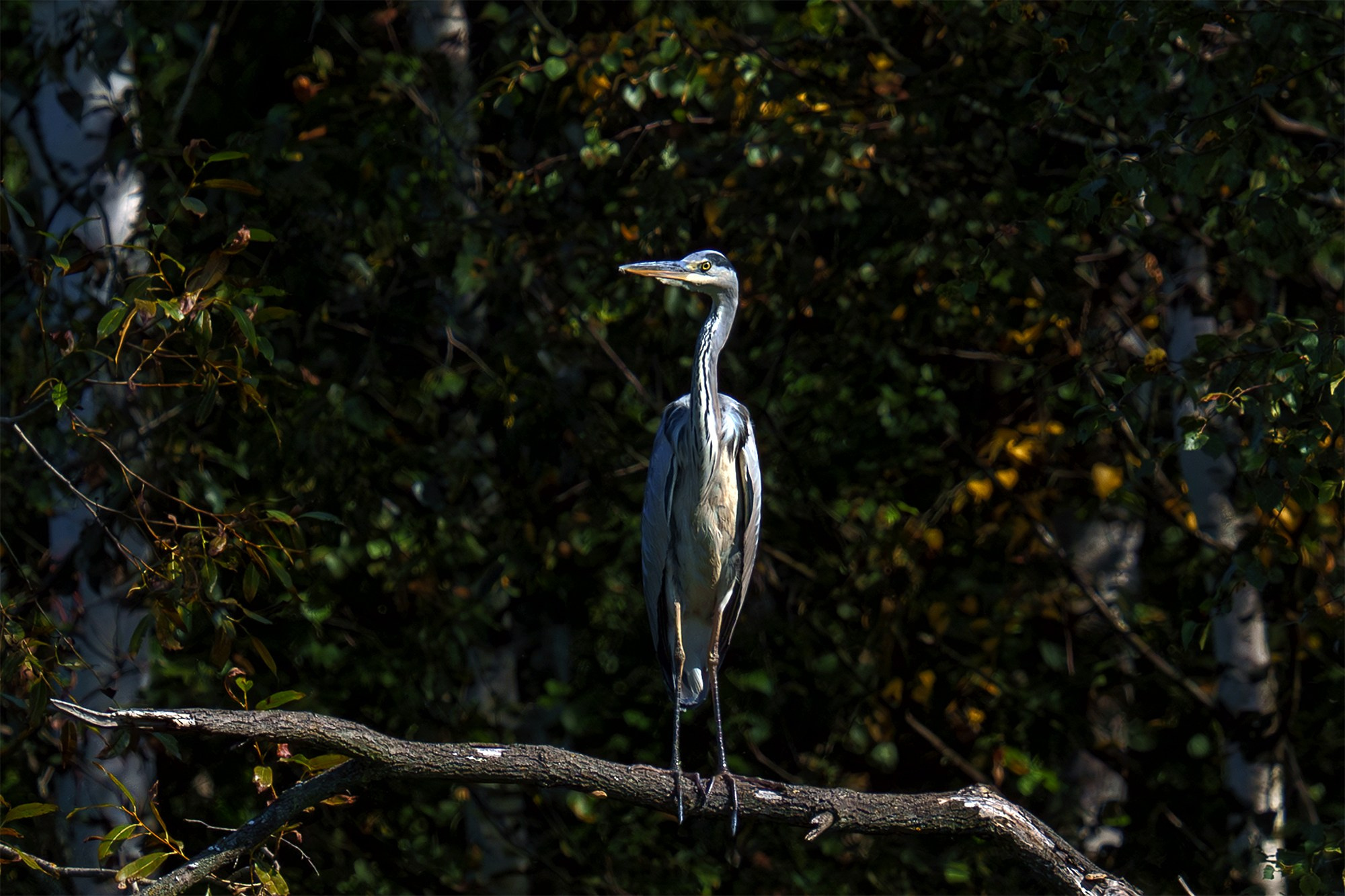 Удивительные мир птиц. Вокруг нас столько прекрасного — присмотритесь!. Ваш личный фотограф Марина Волкова