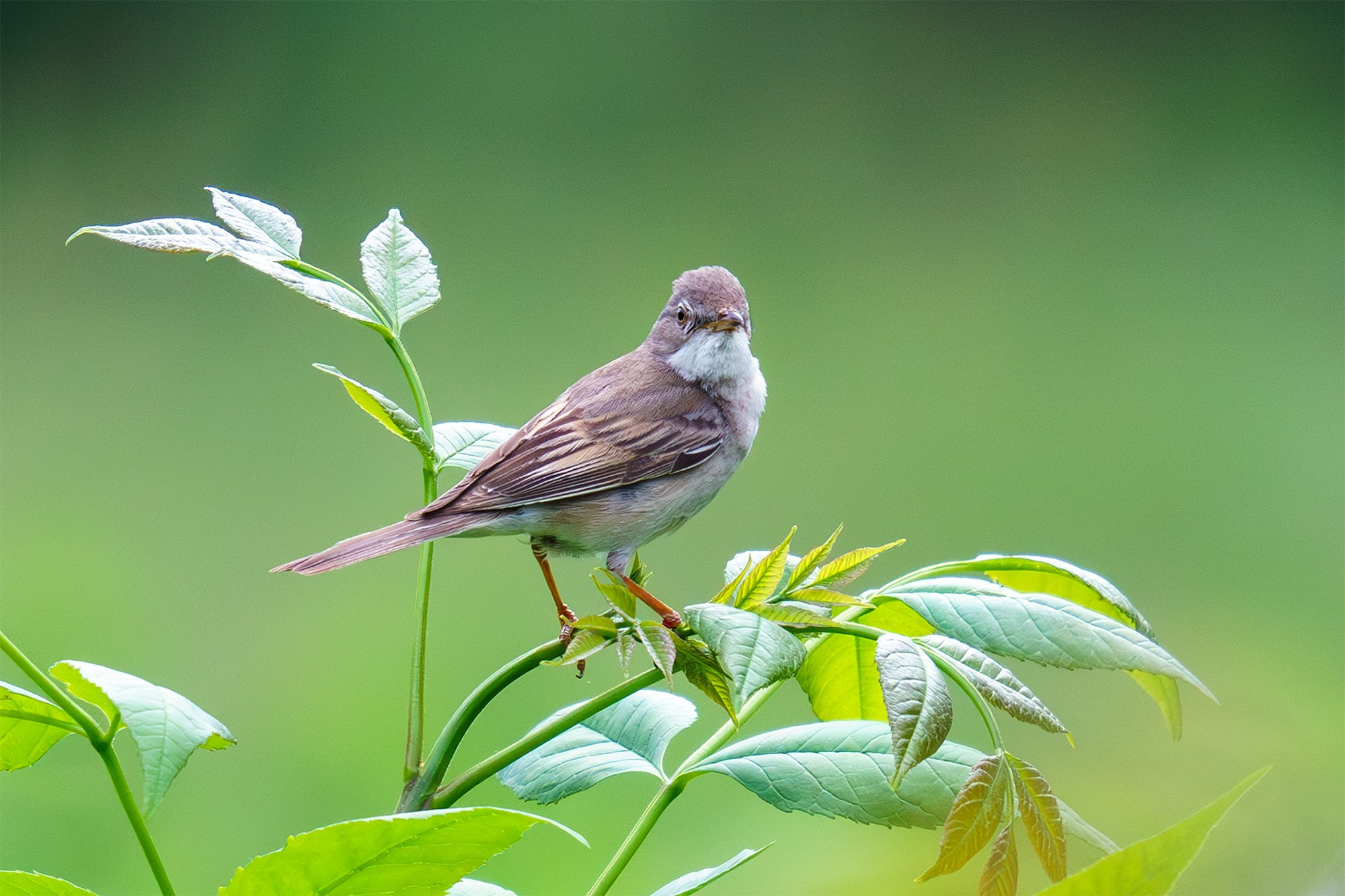 Удивительные мир птиц. Вокруг нас столько прекрасного — присмотритесь!. Ваш личный фотограф Марина Волкова