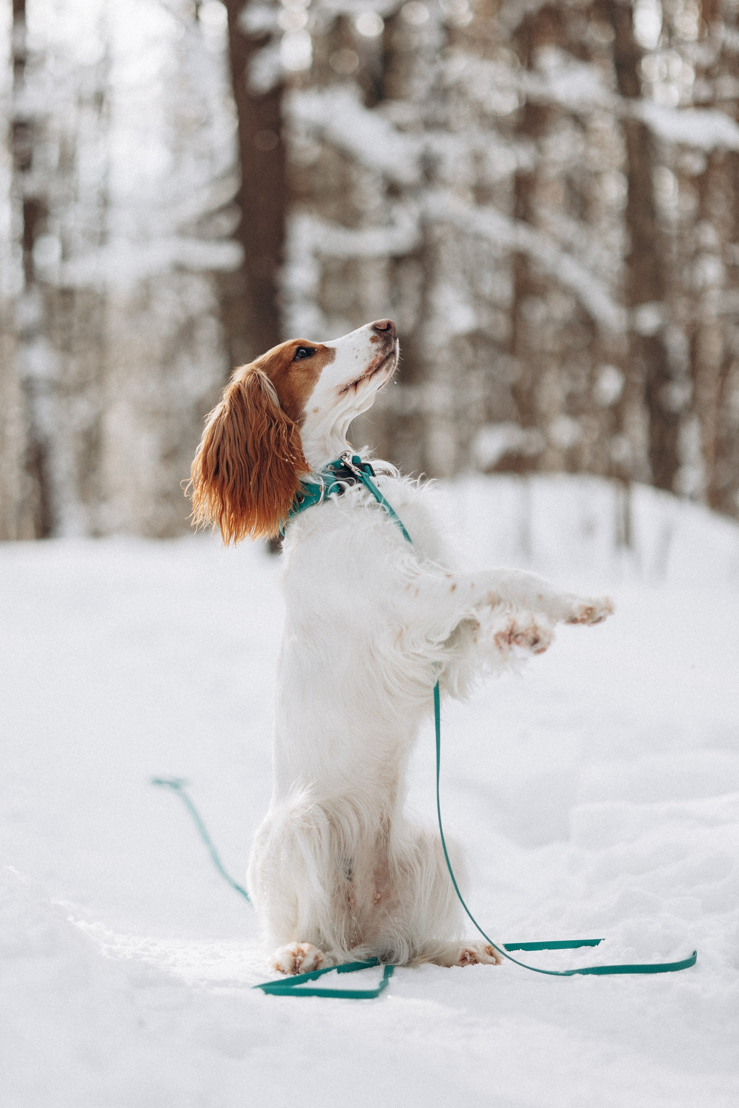 Амуниция «Бобик» 2. Фотораф — анималист Мария Шистка