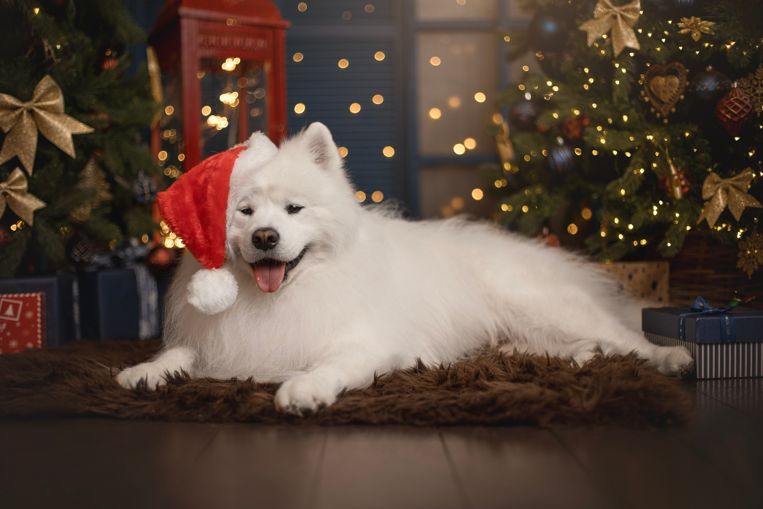 Пушистые самоедские драконы в студии. Фотограф анималист в Москве Майорова Евгения