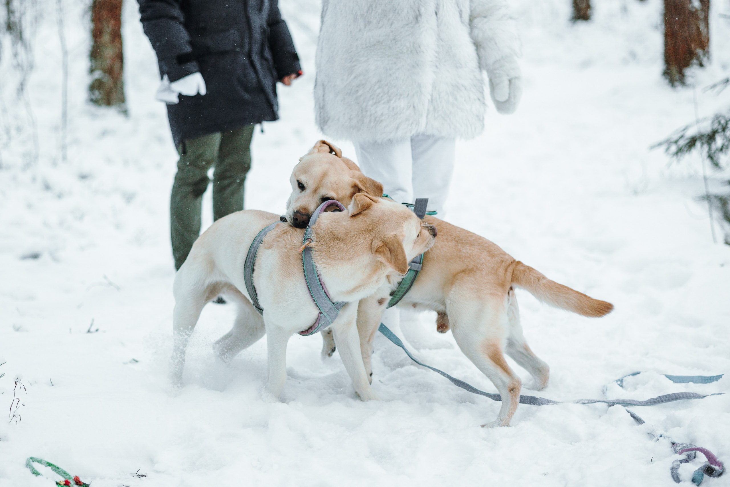 Ребята и их хвостатая семейка. Фотограф — Анималист | Санкт-Петербург