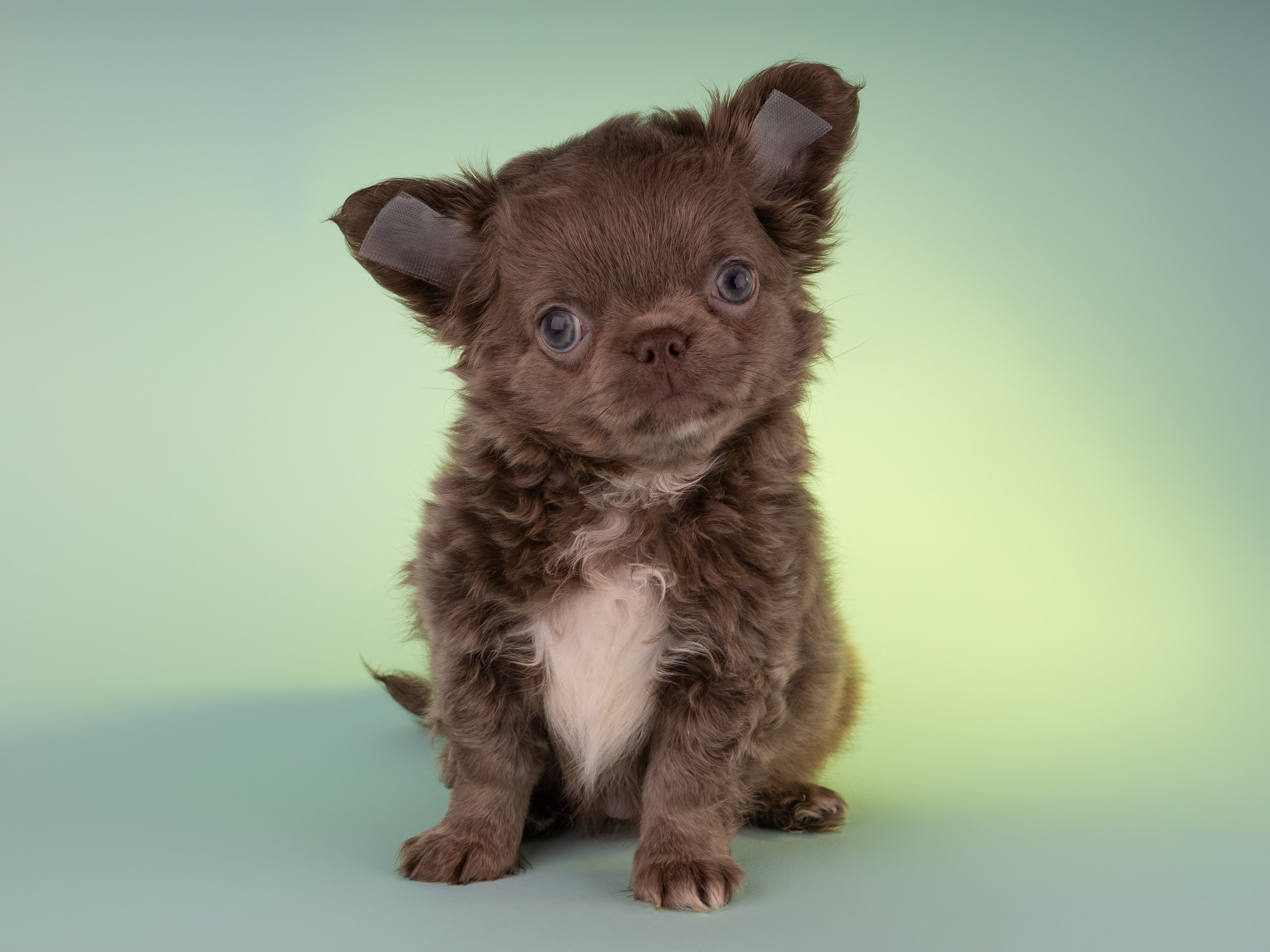 Чихуахуа (студия). Фотограф-анималист в Москве, МО и Владимире