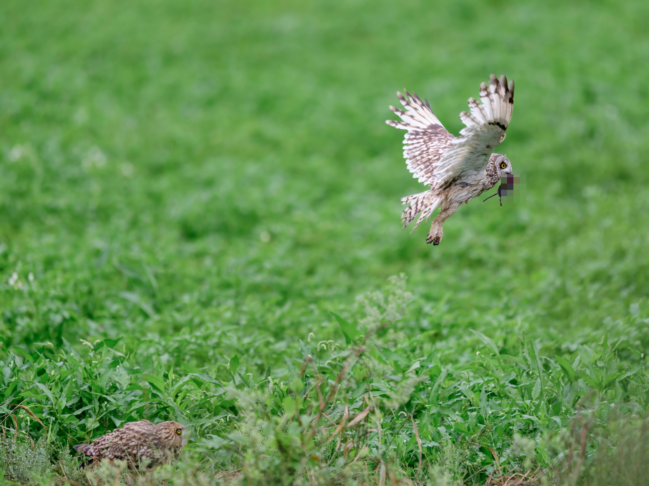 Совята не поделили завтрак. The owls didn't share their breakfast. Wildlife photography by Sergey Puponin
