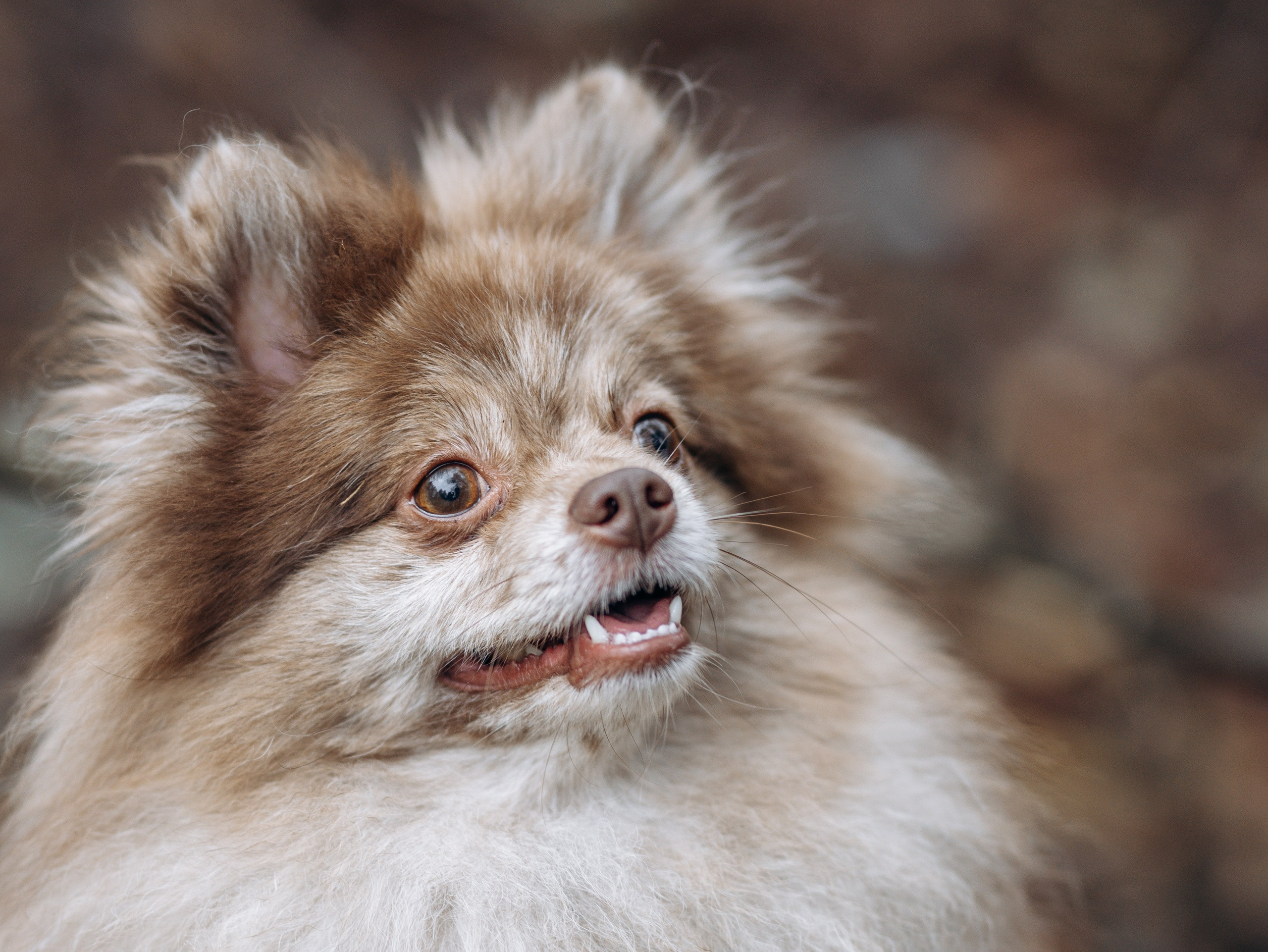 Скай, Марти и Катя. Фотограф-анималист в Москве Кириллова Татьяна