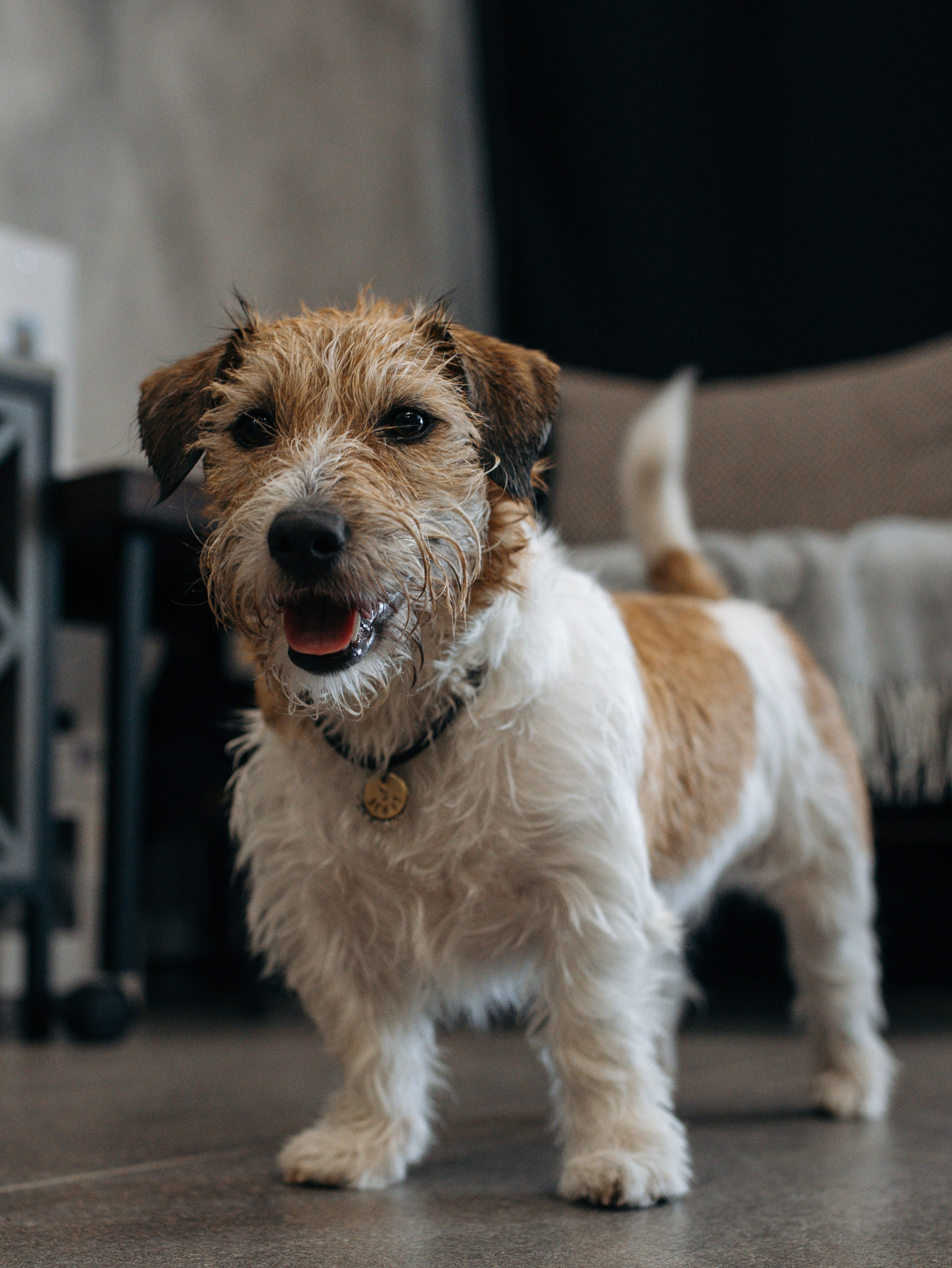 День рождение Зенита. Фотограф-анималист в Москве Кириллова Татьяна