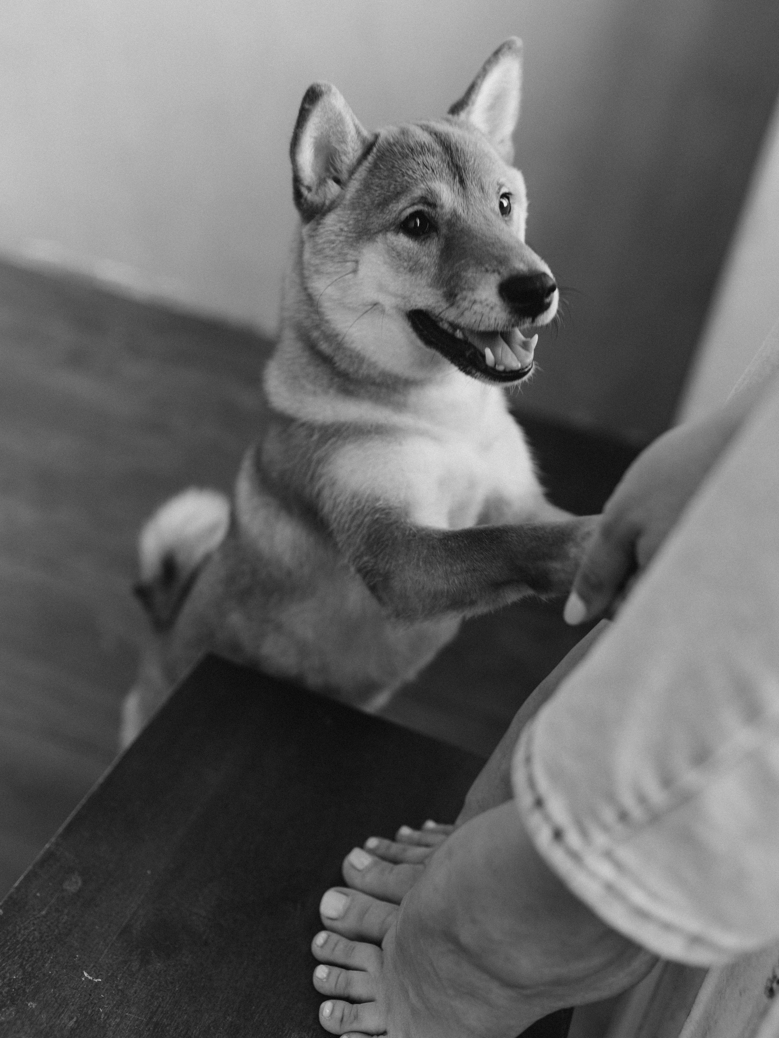 Мика и Настя. Фотограф-анималист в Москве Кириллова Татьяна