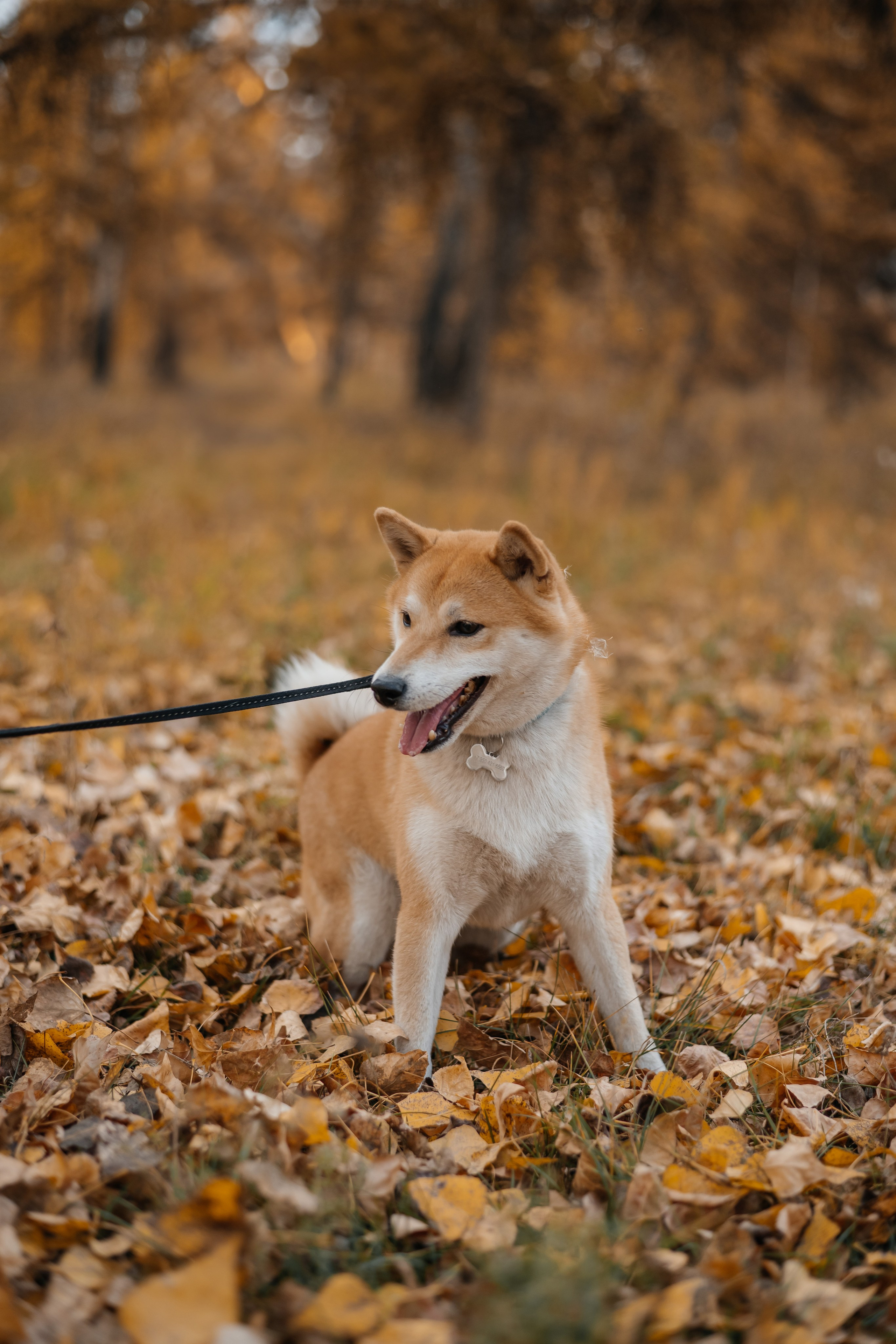 Алина и Бадди. Фотограф в Красноярске