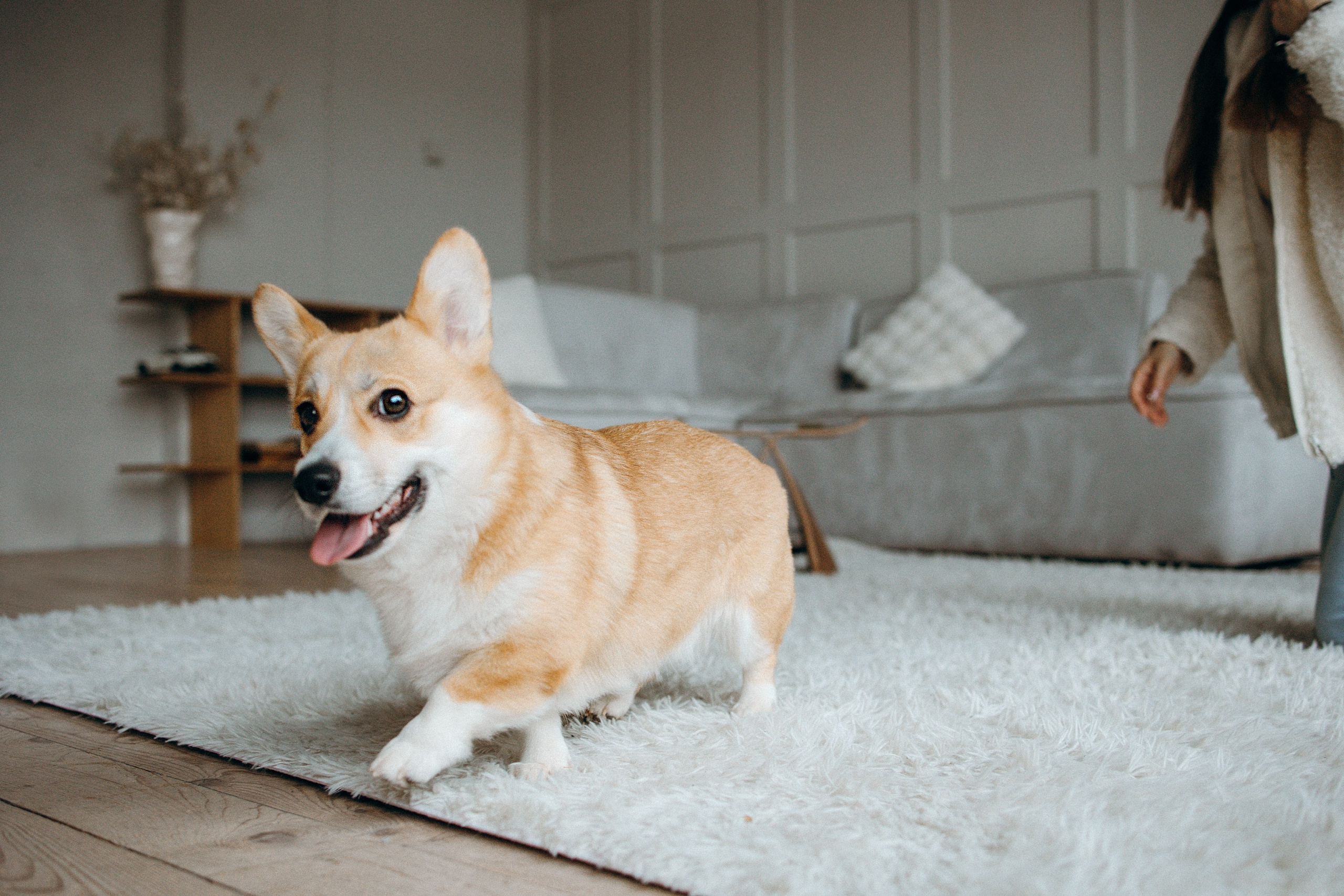 Семья с корги. Фотограф. Фотограф-анималист. Москва